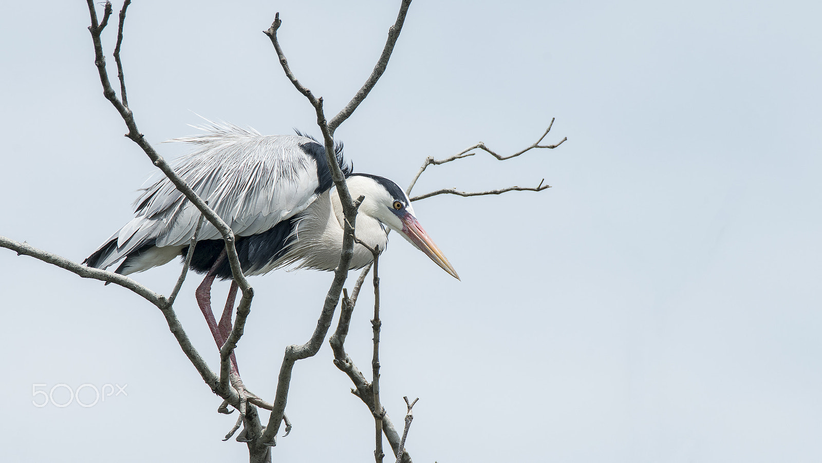Sony a7R II + Tamron SP 150-600mm F5-6.3 Di VC USD sample photo. Grey heron (ardea cinerea) photography