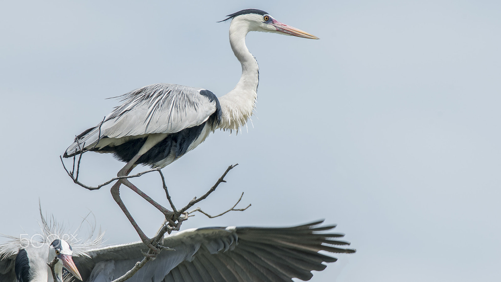 Sony a7R II + Tamron SP 150-600mm F5-6.3 Di VC USD sample photo. Grey heron (ardea cinerea) photography