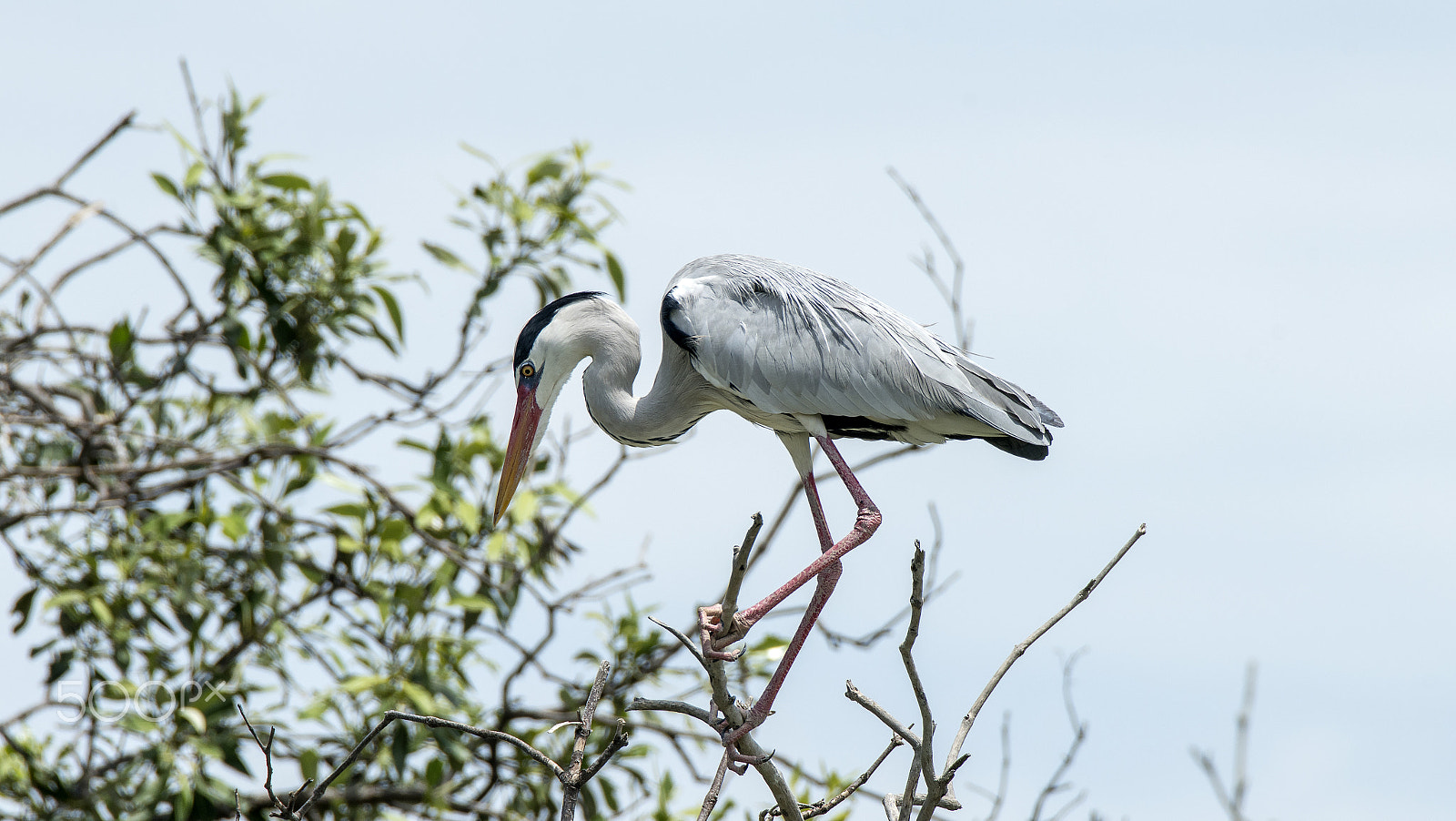 Sony a7R II + Tamron SP 150-600mm F5-6.3 Di VC USD sample photo. Grey heron (ardea cinerea) photography