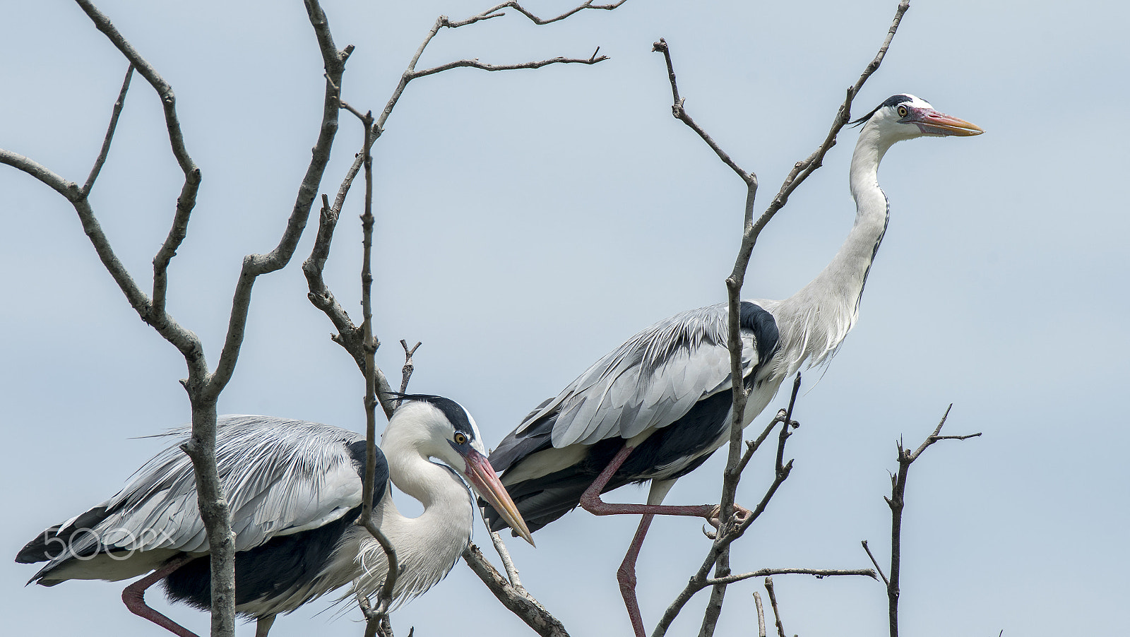 Sony a7R II + Tamron SP 150-600mm F5-6.3 Di VC USD sample photo. Grey heron (ardea cinerea) photography