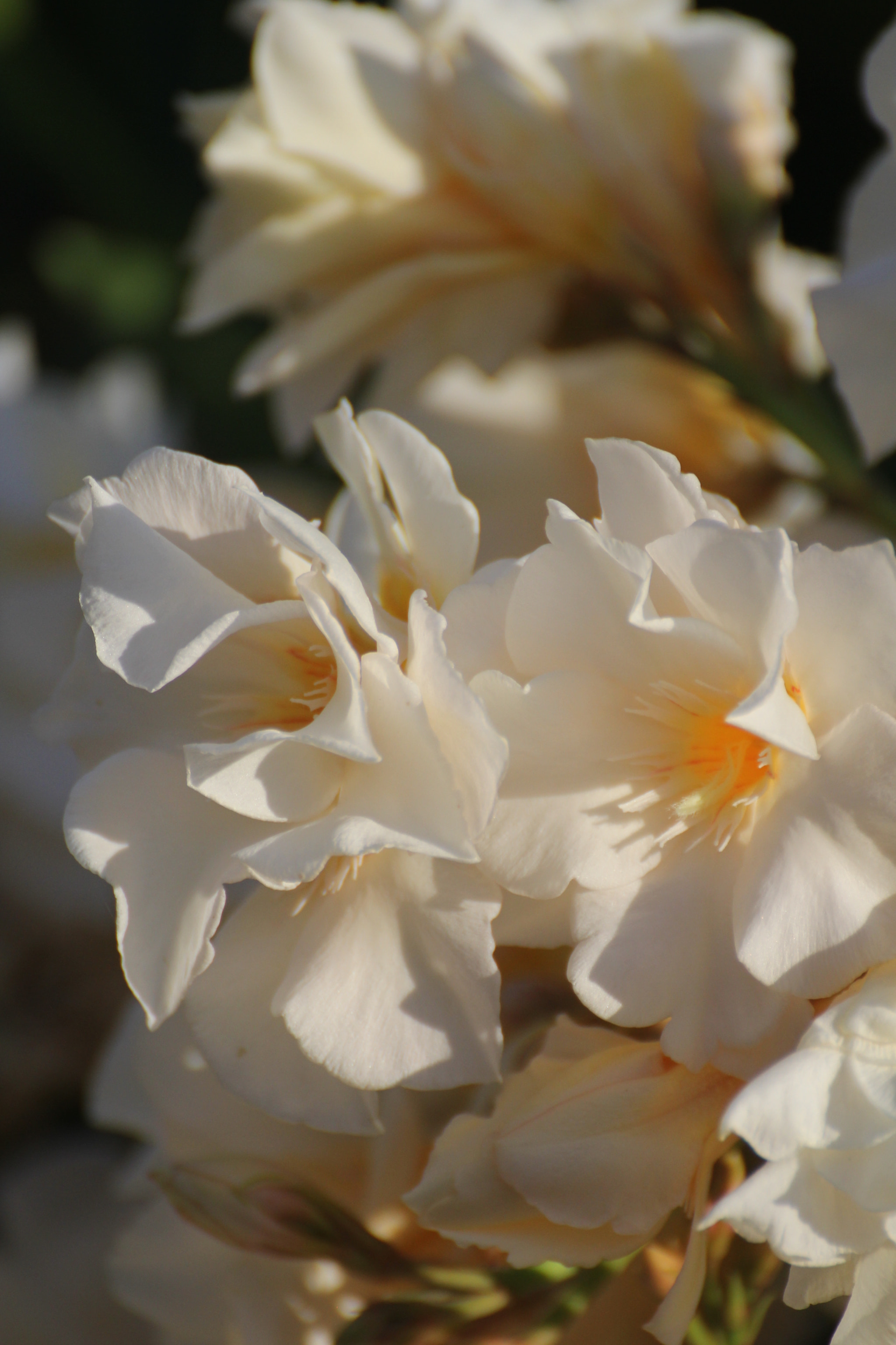 Tamron SP 35mm F1.8 Di VC USD sample photo. Summer beauty photography