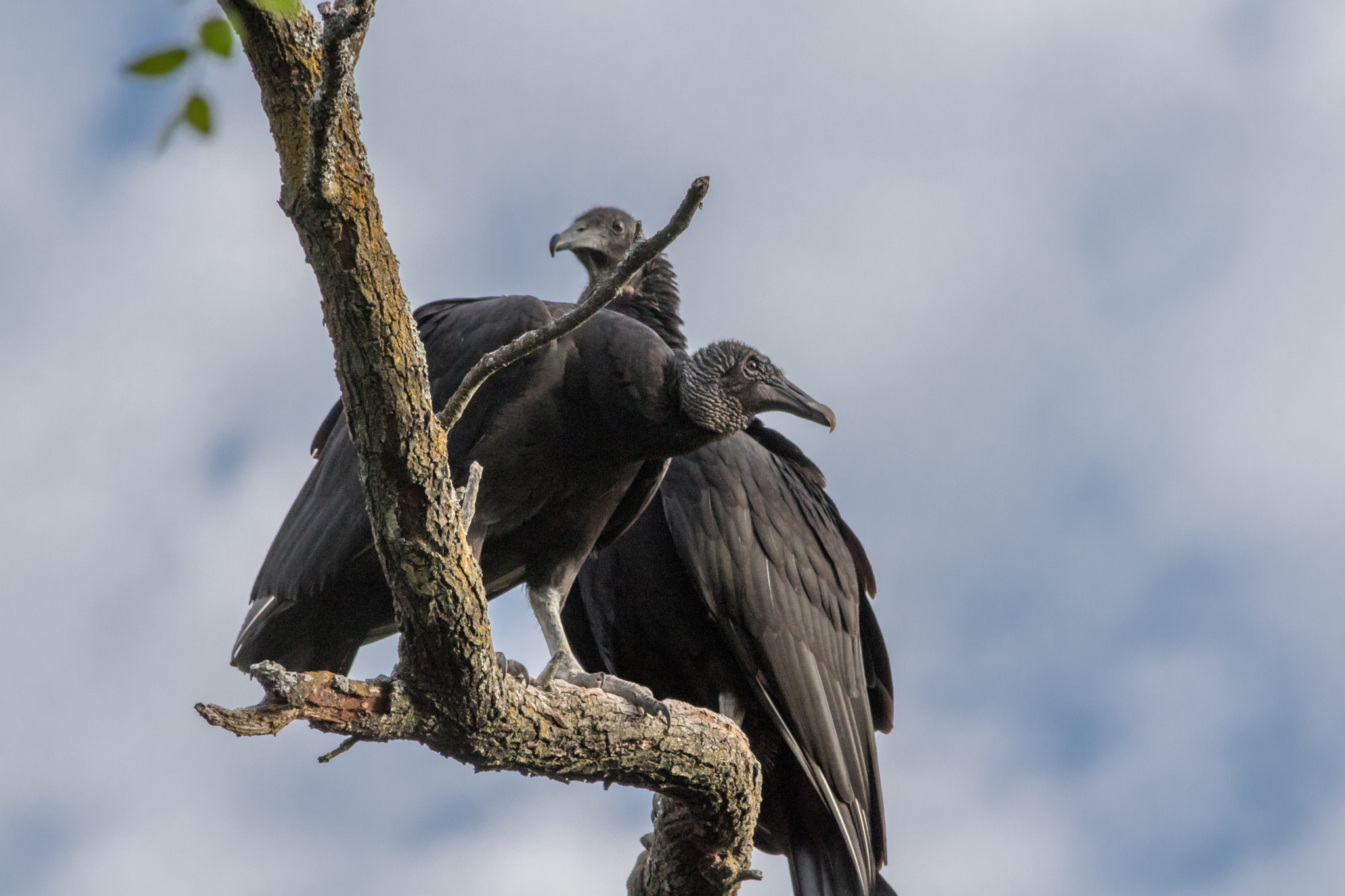 Canon EOS 760D (EOS Rebel T6s / EOS 8000D) sample photo. Black vulture photography