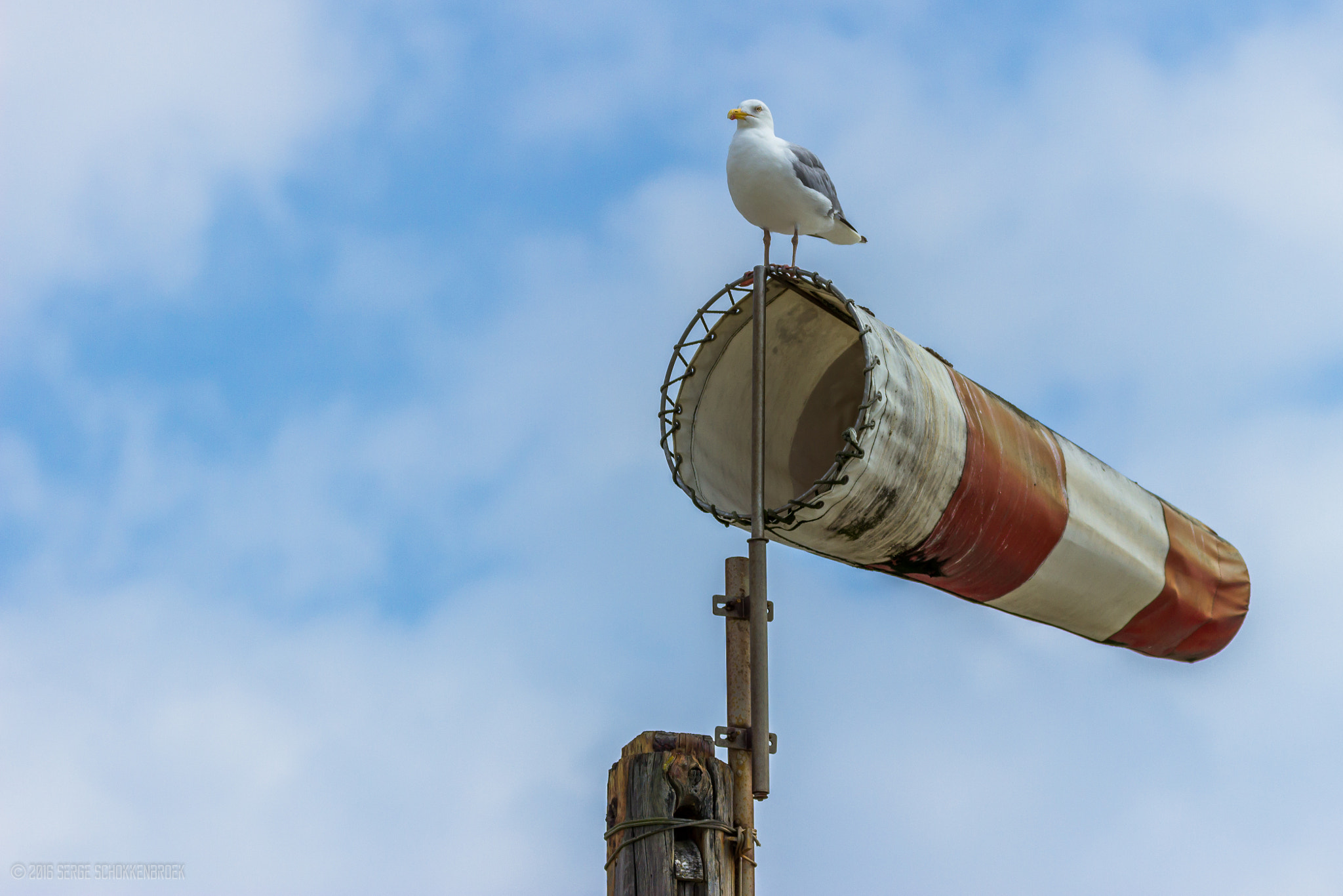 150-600mm F5-6.3 DG OS HSM | Contemporary 015 sample photo. Guarding the windsock photography