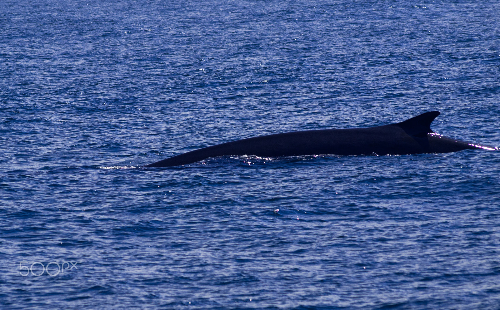 Olympus Zuiko Digital ED 70-300mm F4.0-5.6 sample photo. Fin back whale bay of fundy photography