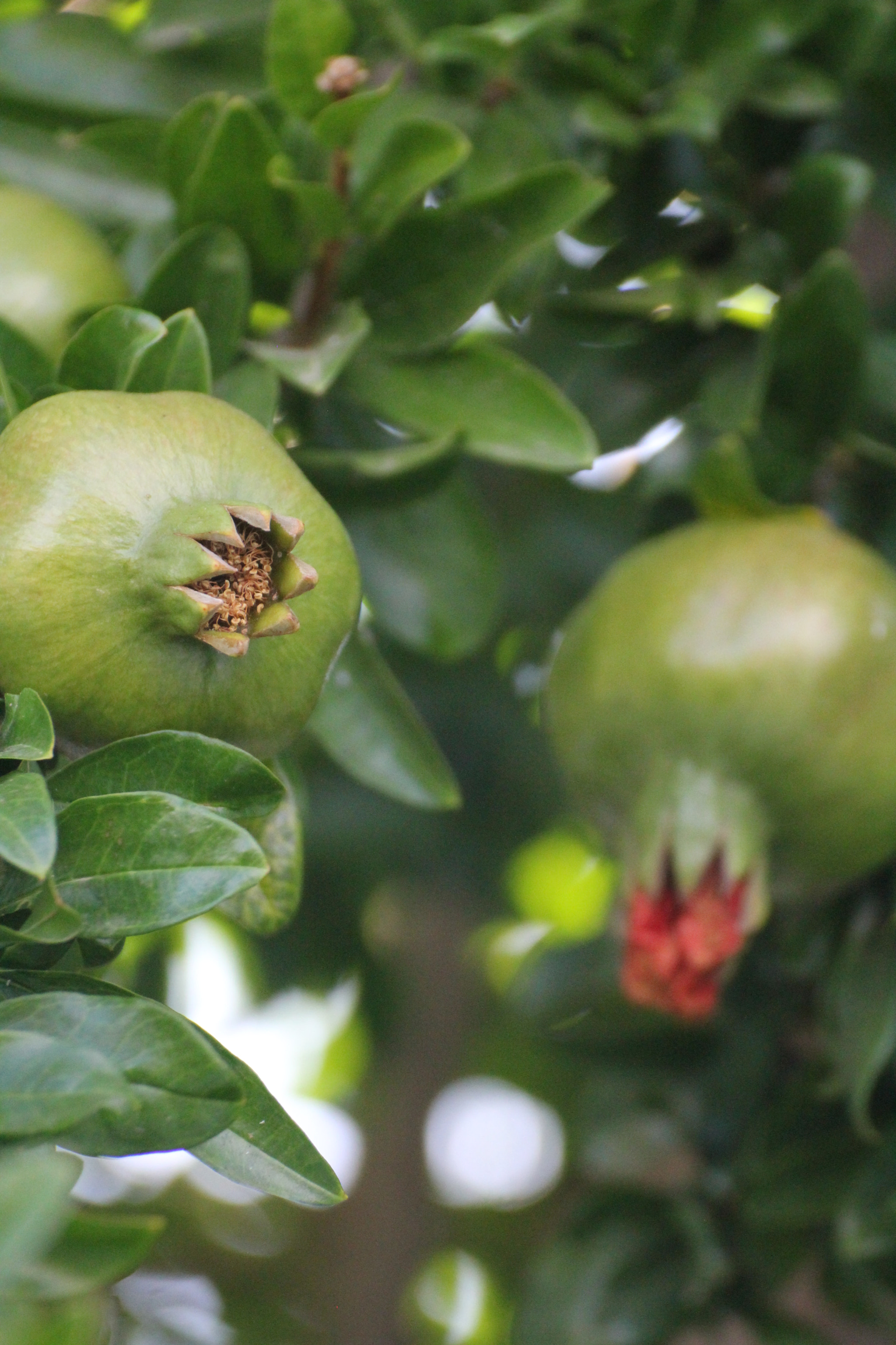 Tamron SP 35mm F1.8 Di VC USD sample photo. Pomgranate photography