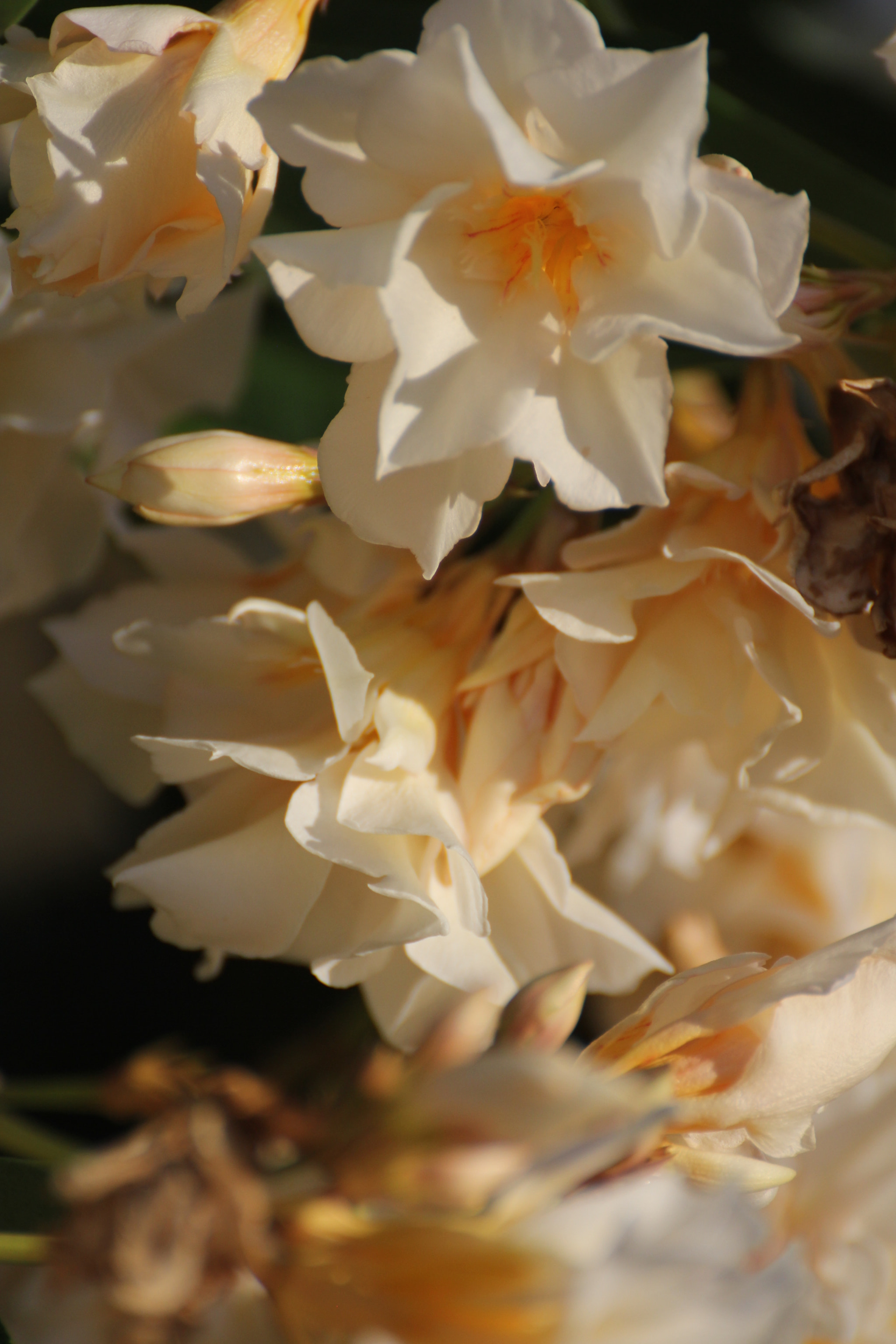Tamron SP 35mm F1.8 Di VC USD sample photo. Summer beauty ii photography