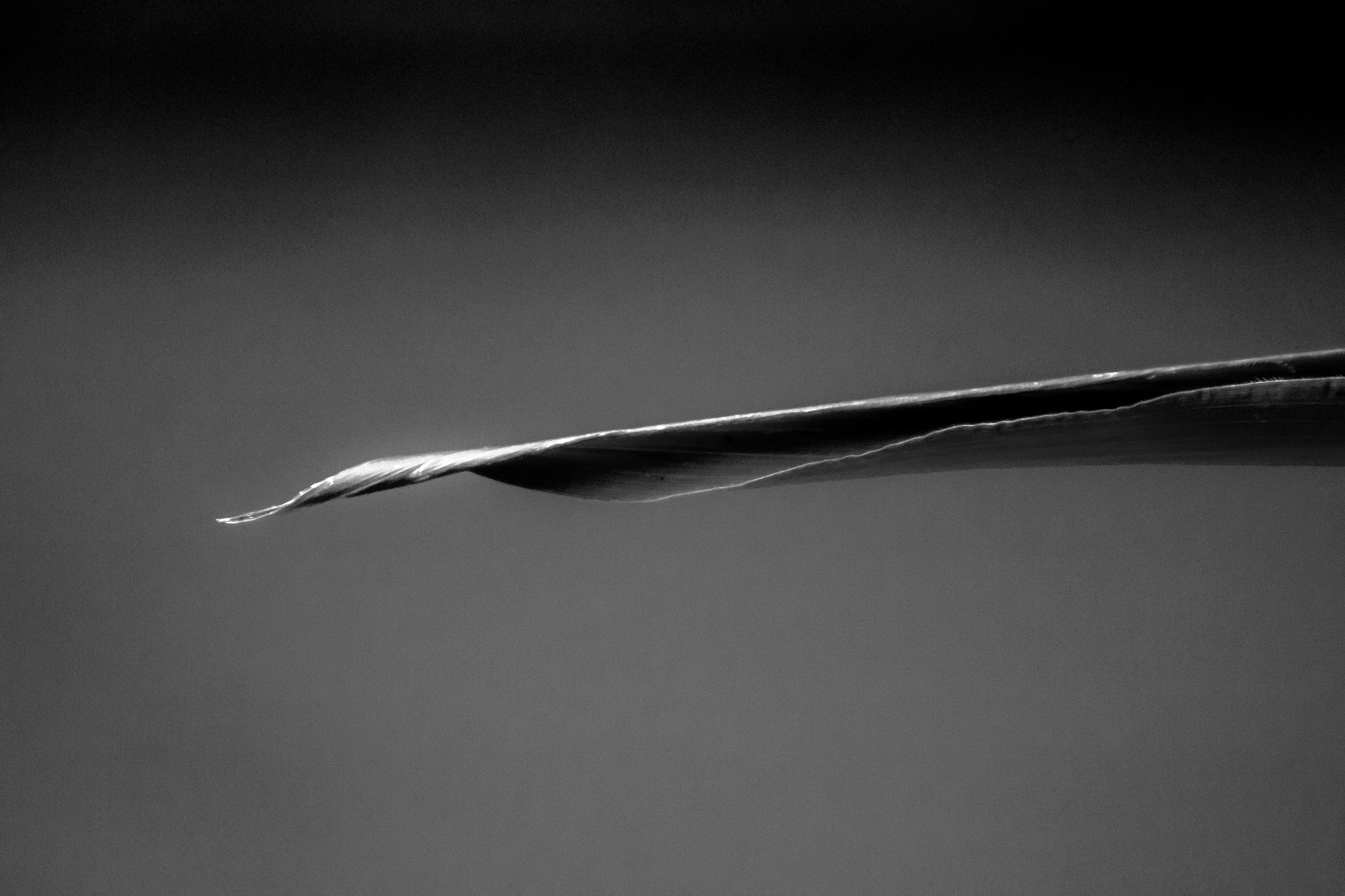 Canon EF 75-300mm f/4-5.6 USM sample photo. Flora minimal photography