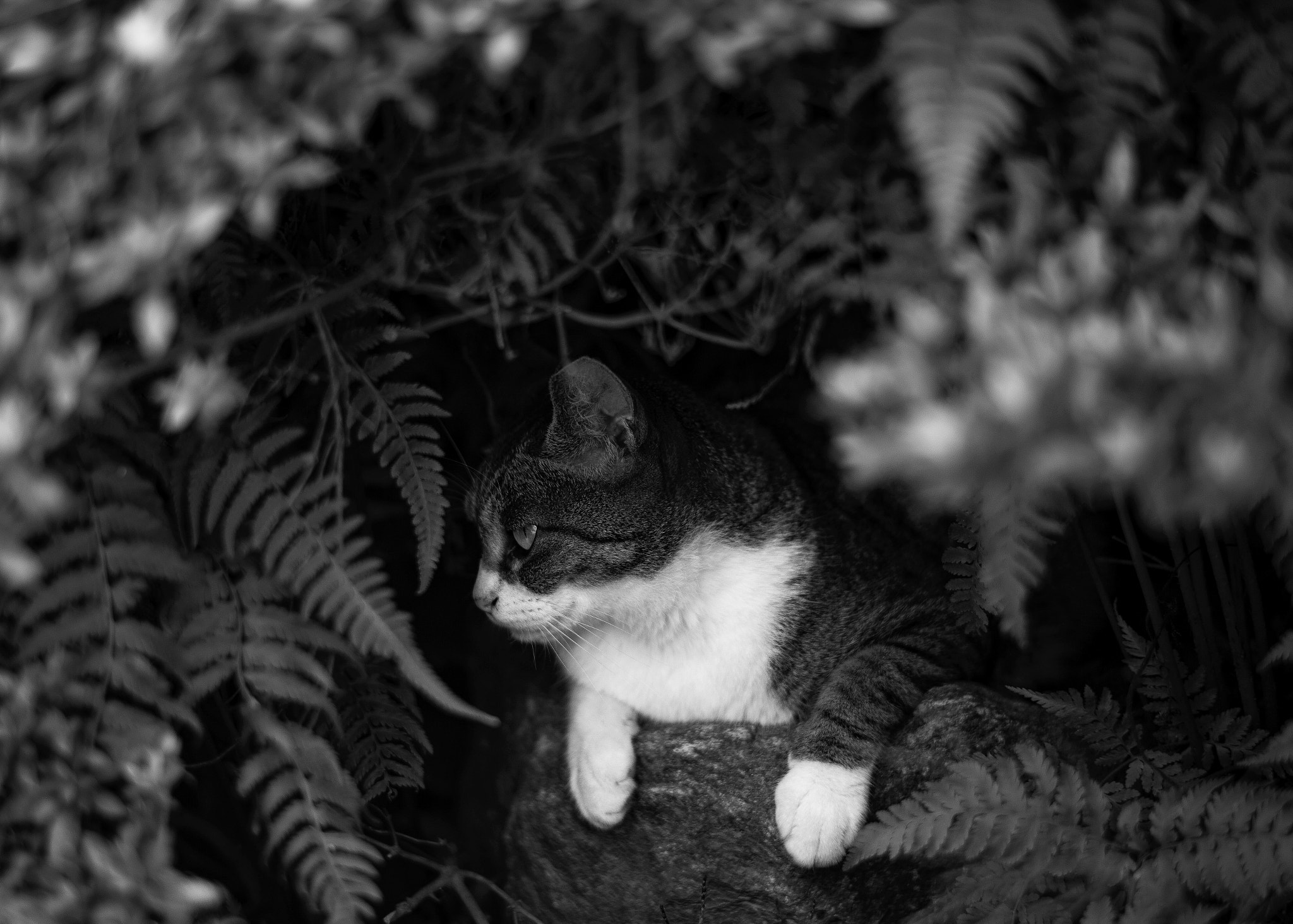 Leica APO-Summicron-M 90mm F2 ASPH sample photo