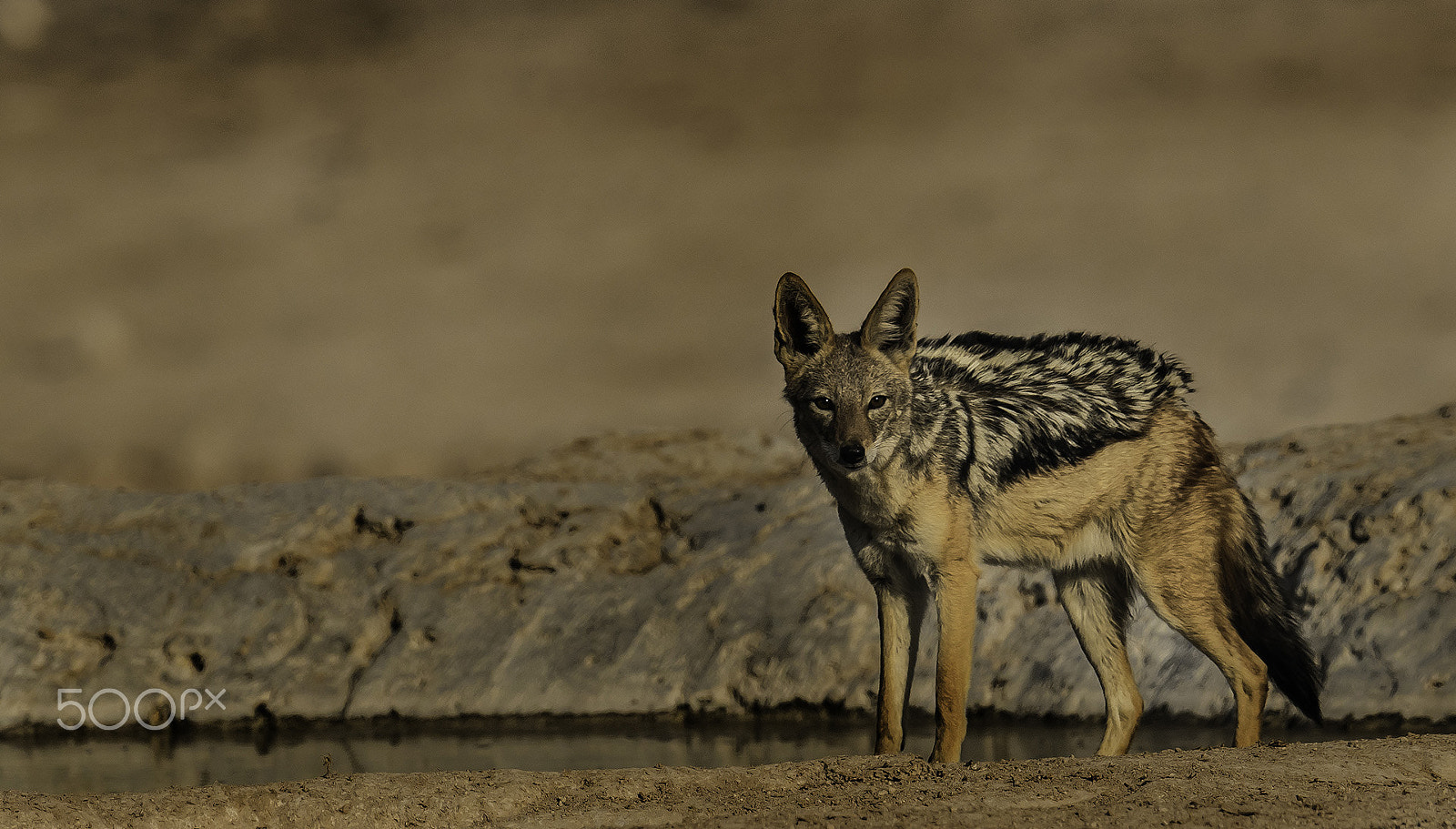 Nikon AF-S Nikkor 500mm F4E FL ED VR sample photo. Black back jackal photography