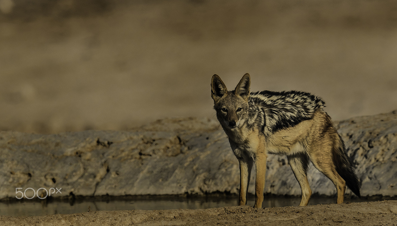 Nikon D500 + Nikon AF-S Nikkor 500mm F4E FL ED VR sample photo. Black back jackal photography