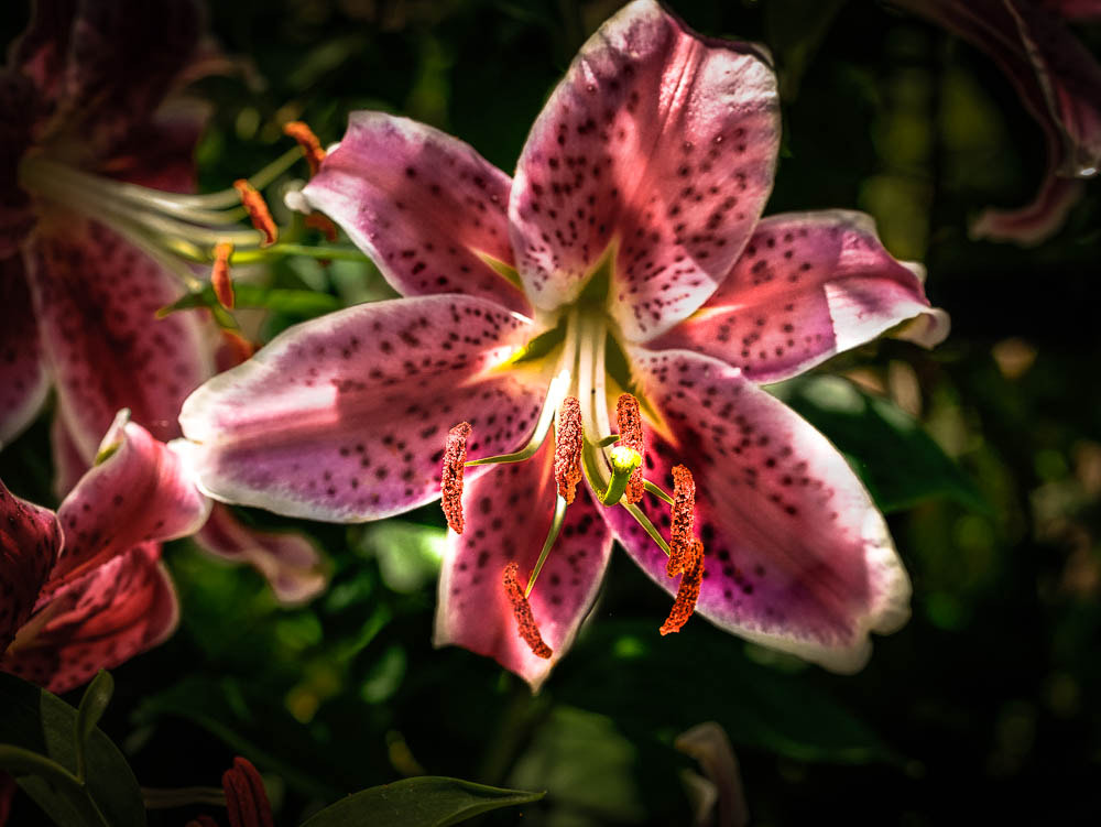 Panasonic Lumix G 42.5mm F1.7 ASPH Power OIS sample photo. Flower antenna photography