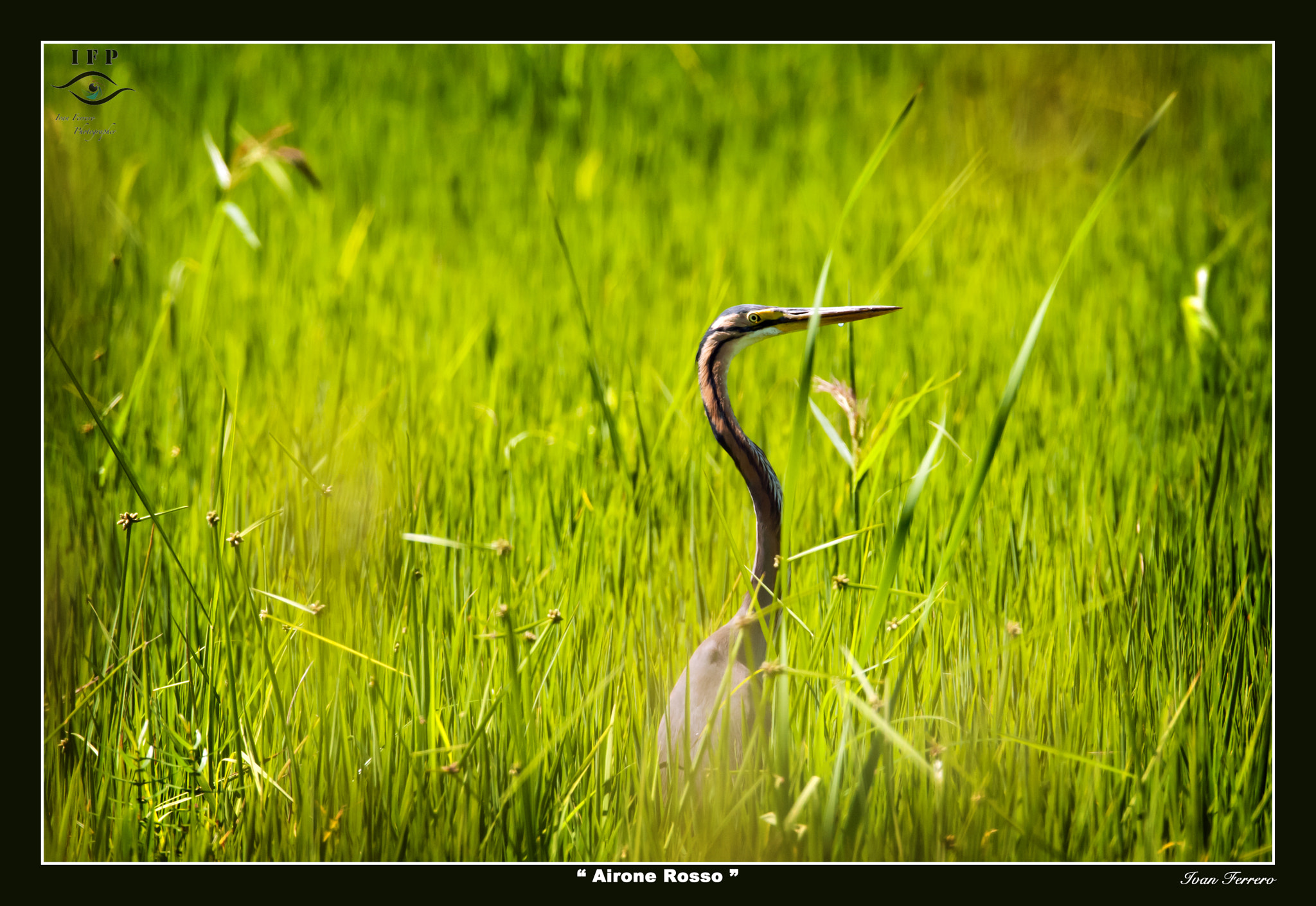 Sigma 150-600mm F5-6.3 DG OS HSM | S sample photo. Purple heron photography