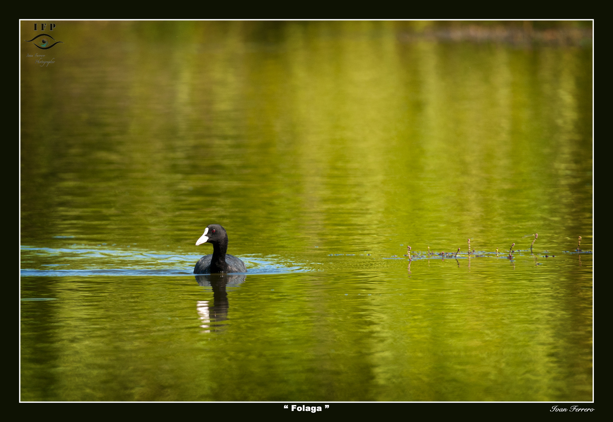 Sigma 150-600mm F5-6.3 DG OS HSM | S sample photo. Coot photography