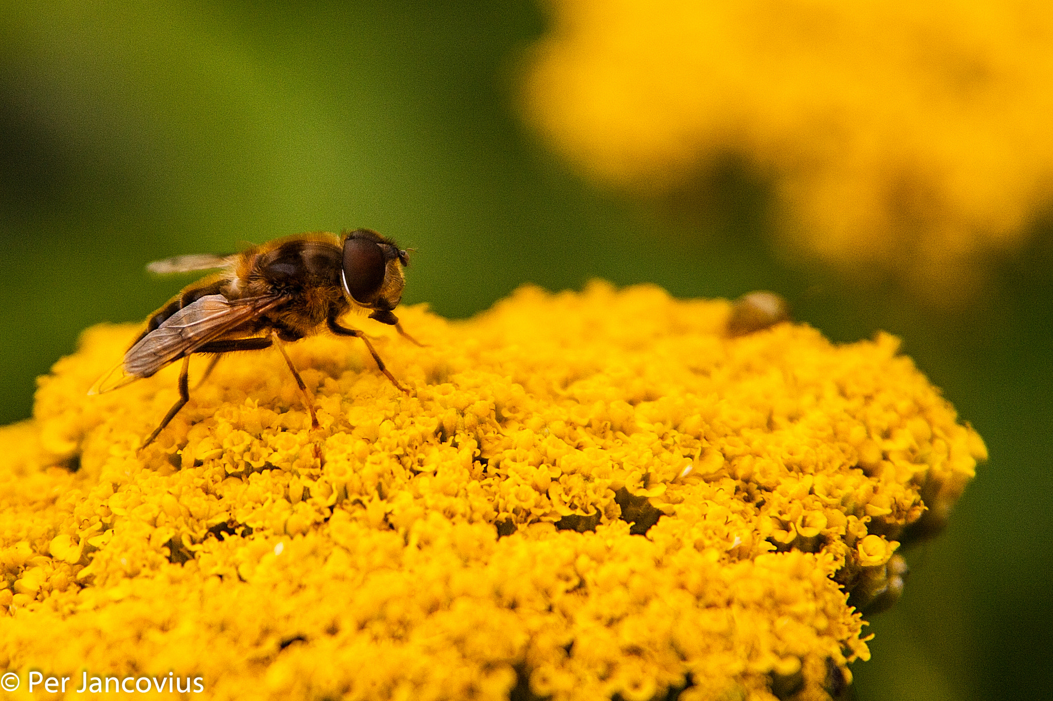 Canon EOS 40D sample photo. The fly photography