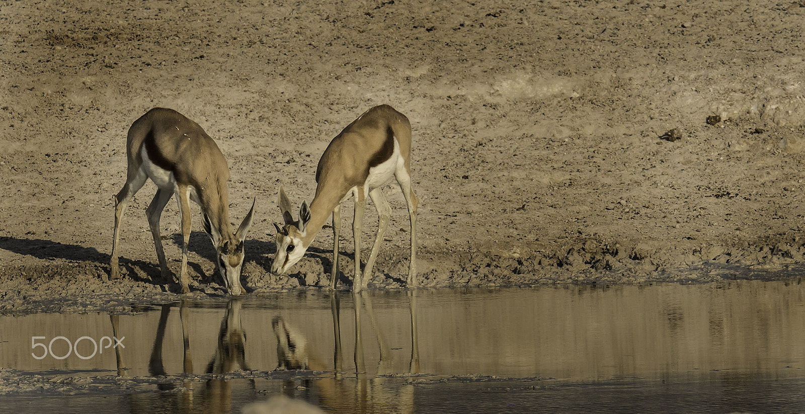 Nikon AF-S Nikkor 500mm F4E FL ED VR sample photo. Reflections and drinking springboks photography