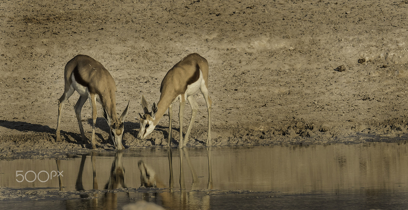 Nikon D500 + Nikon AF-S Nikkor 500mm F4E FL ED VR sample photo. Reflections and drinking springboks photography