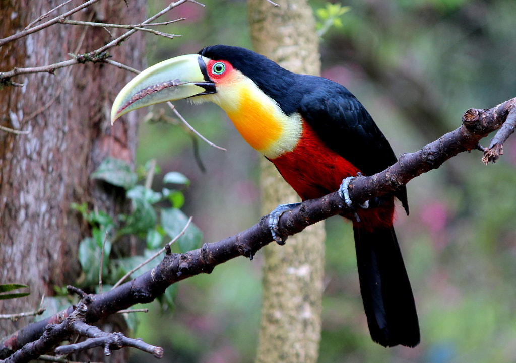 Canon EF-S 55-250mm F4-5.6 IS sample photo. Tucano de bico verde photography