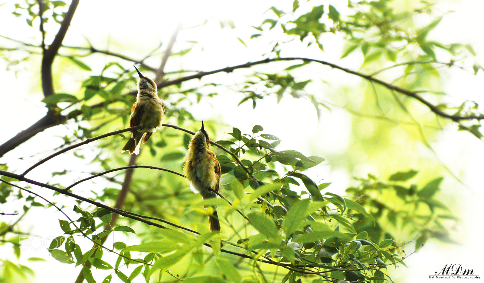 AF Zoom-Nikkor 75-240mm f/4.5-5.6D sample photo. Love : bee eaters photography