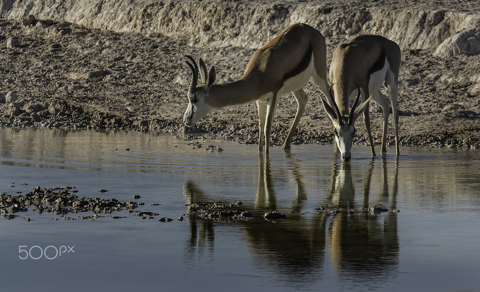 Nikon D500 + Nikon AF-S Nikkor 500mm F4E FL ED VR sample photo. Reflections of springboks photography