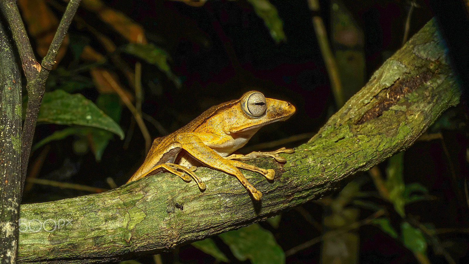 E 50mm F2.8 sample photo. Tree frog photography