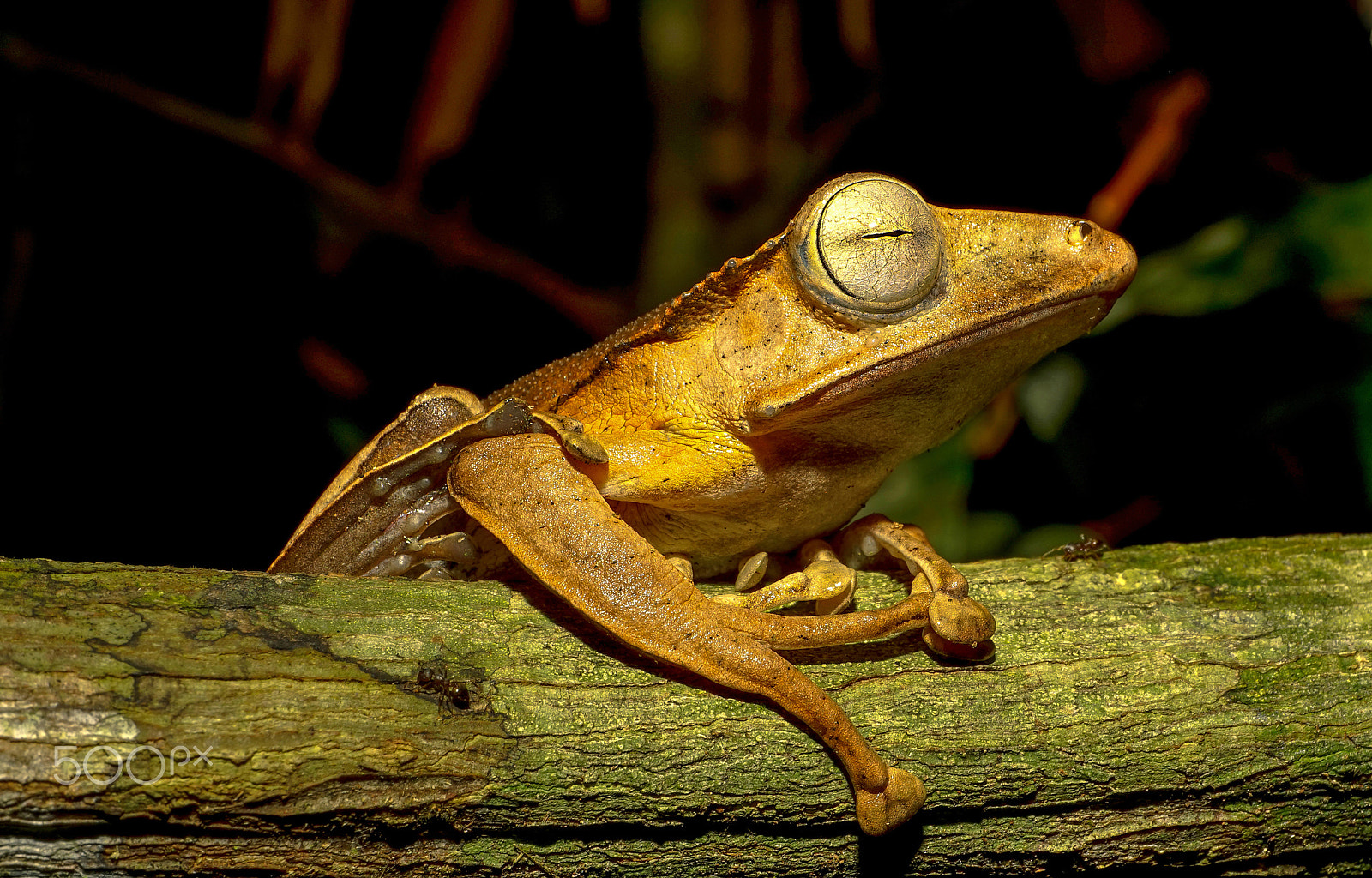 E 50mm F2.8 sample photo. Tree frog photography
