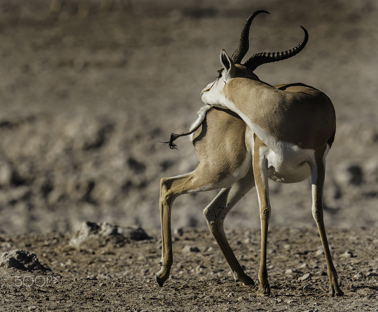 Nikon AF-S Nikkor 500mm F4E FL ED VR sample photo. Springbok scratching photography