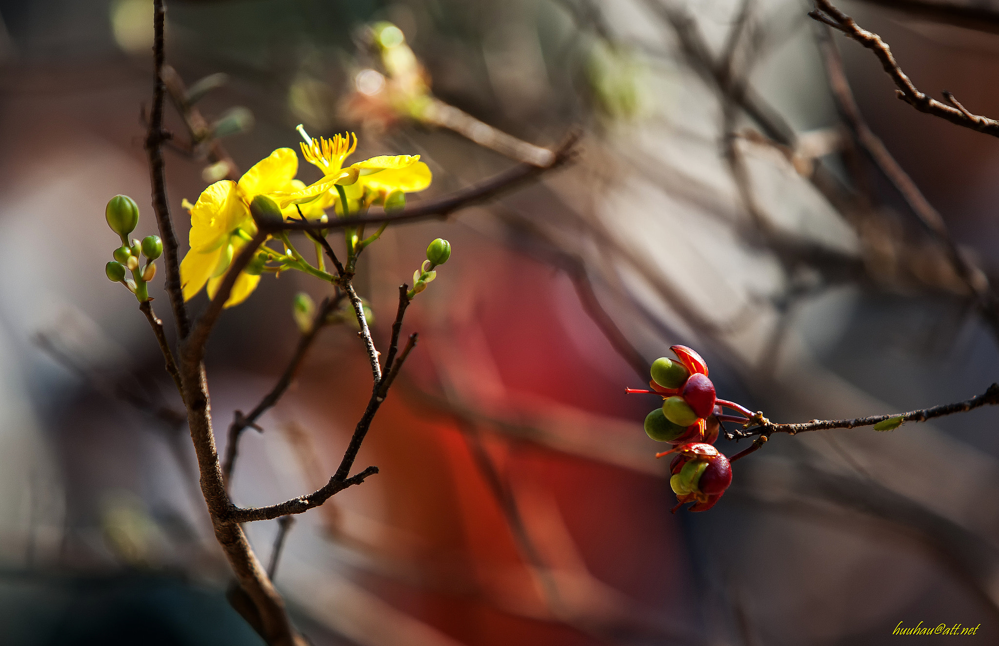Canon EOS-1Ds Mark III sample photo. Apricot blossom photography