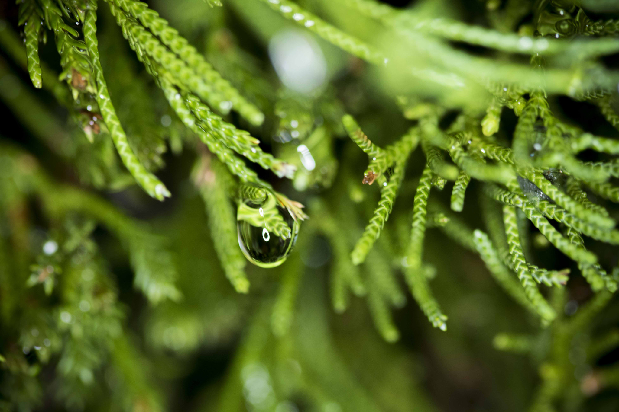 Canon EF 100mm F2.8 Macro USM sample photo. Character photography