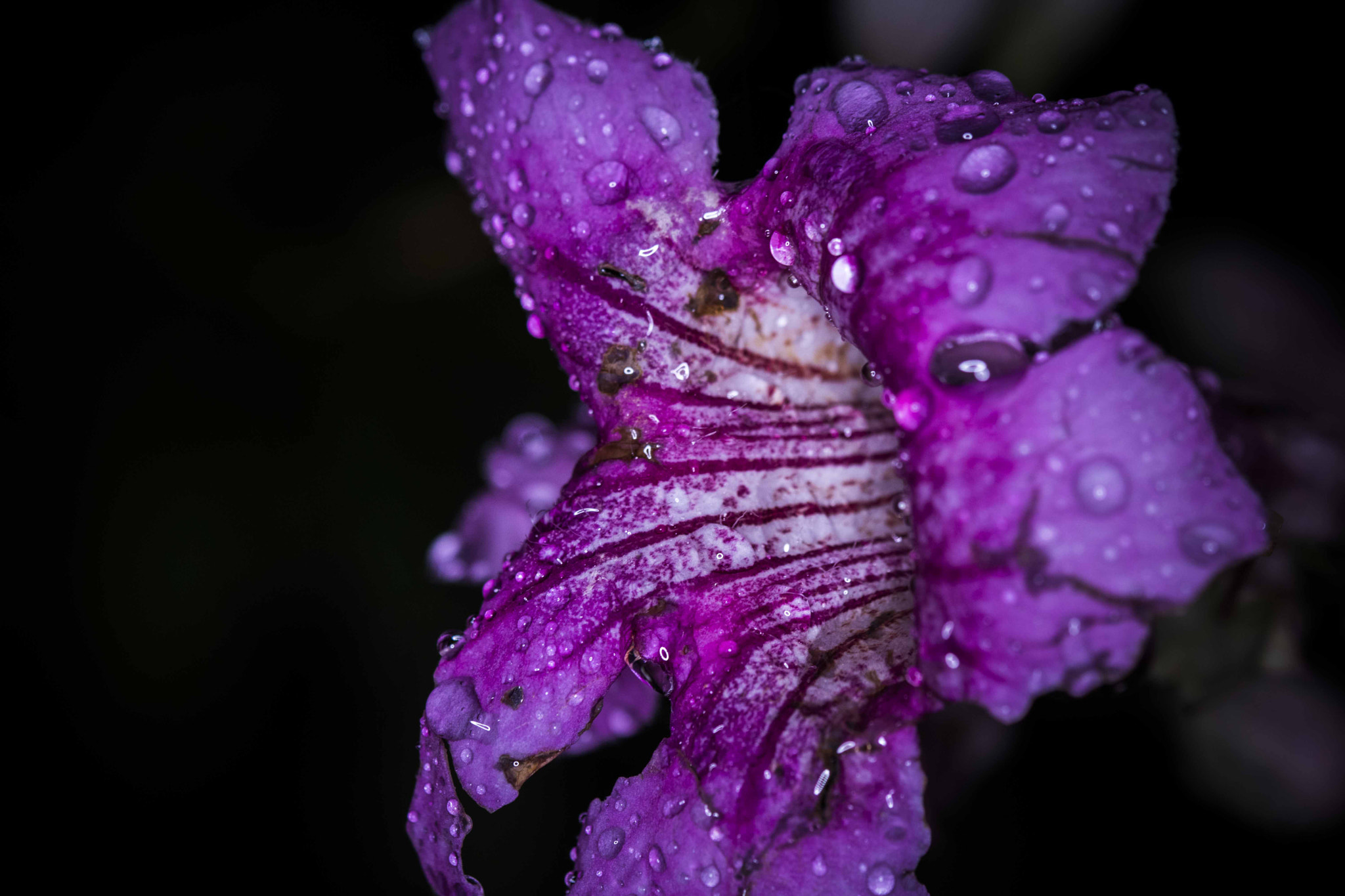 Canon EF 100mm F2.8 Macro USM sample photo. Spiritual photography