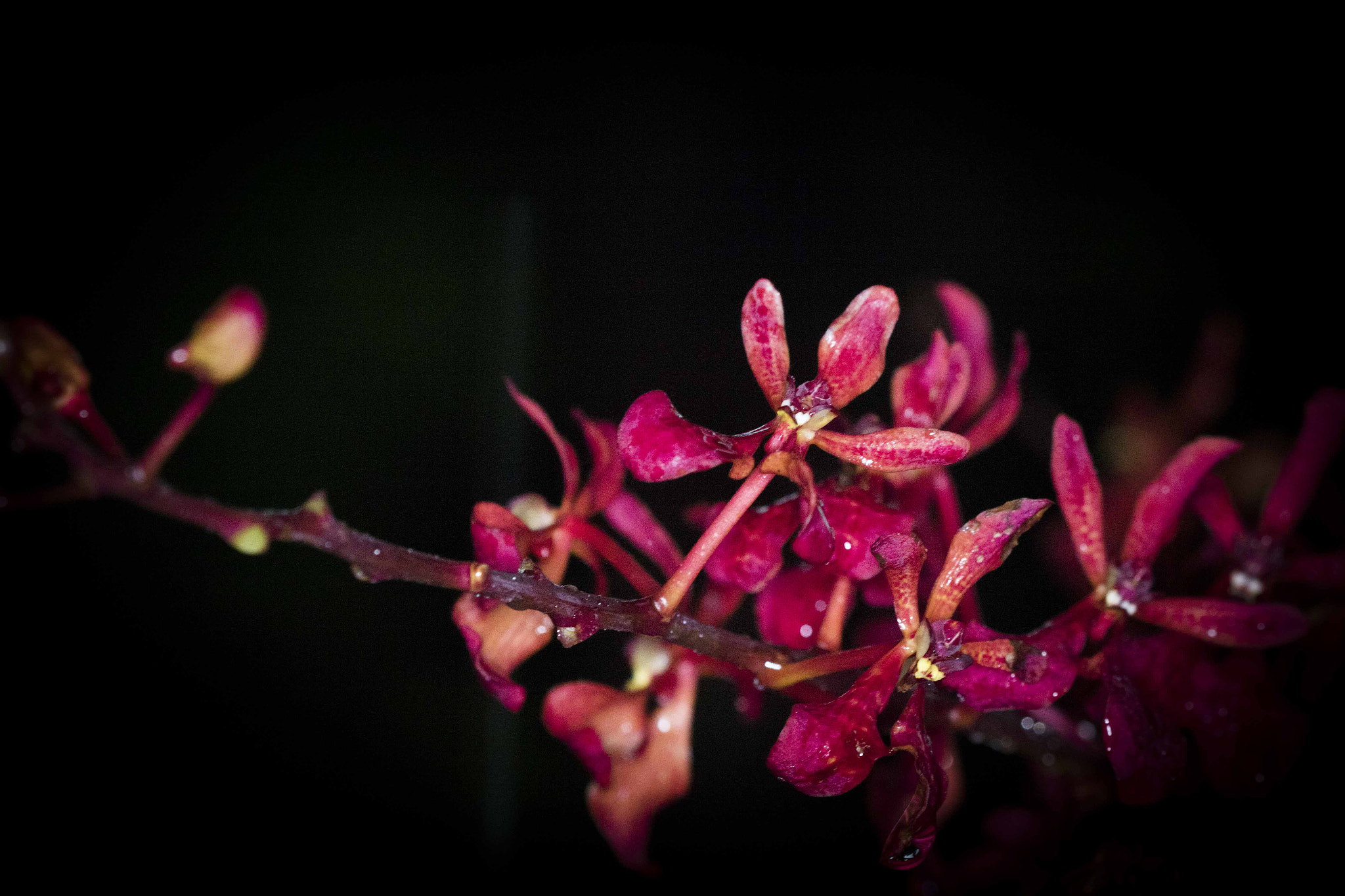 Canon EF 100mm F2.8 Macro USM sample photo. Single target photography