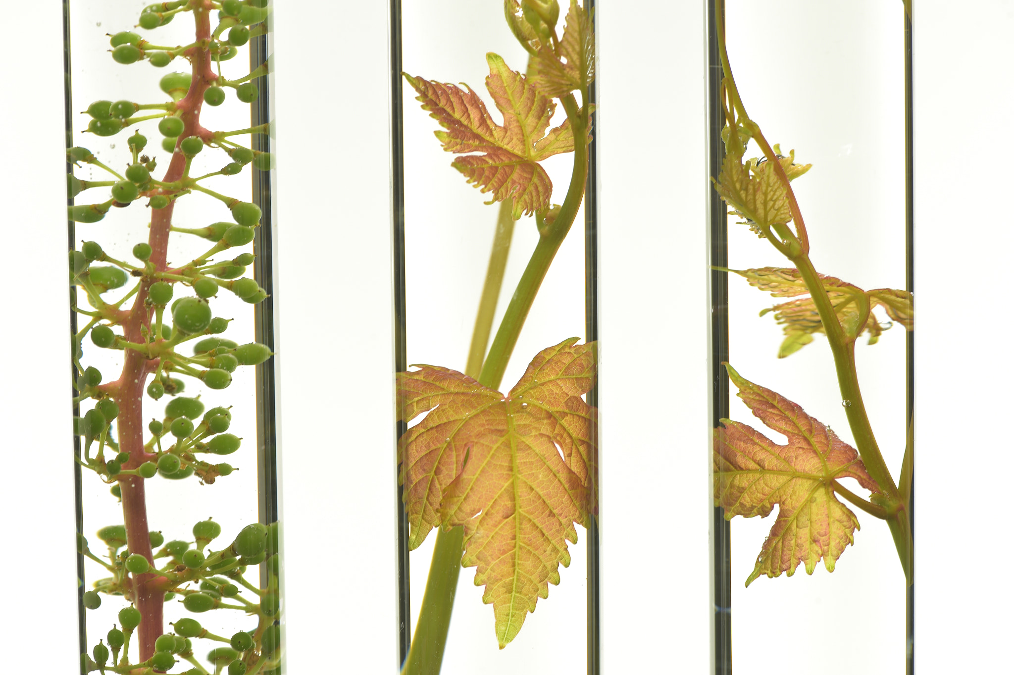 Nikon D4S sample photo. Oenology, young vine shoots in red test tubes, research laborato photography