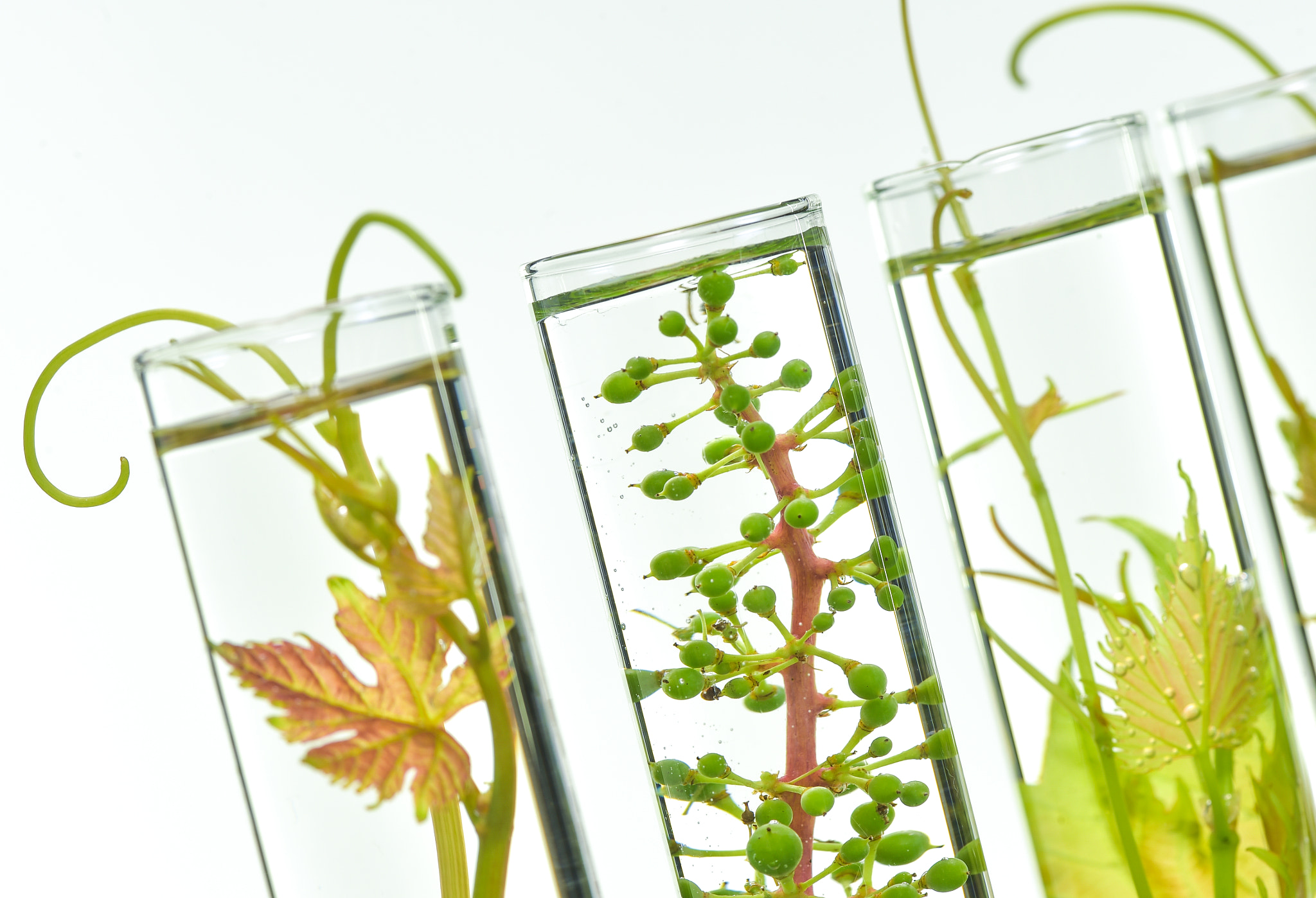 Nikon D4S sample photo. Oenology, young vine shoots in red test tubes, research laborato photography