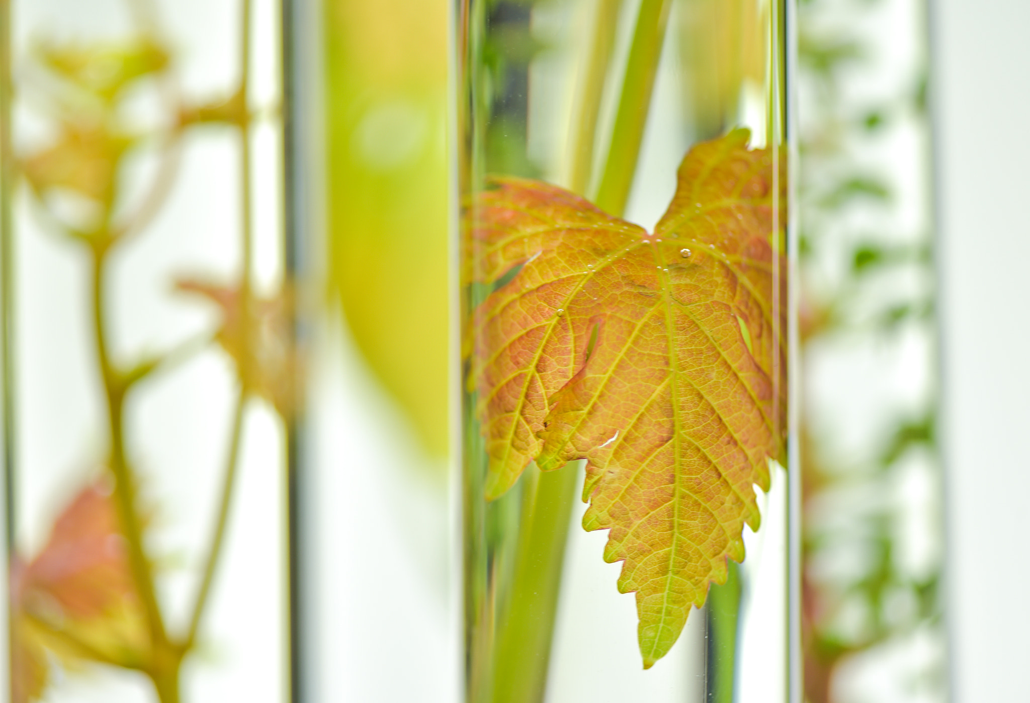 Nikon D4S sample photo. Oenology, young vine shoots in red test tubes, research laborato photography