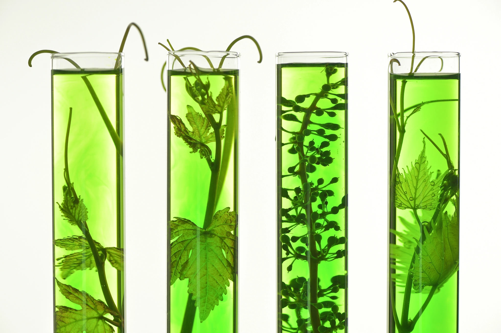 Nikon D4S sample photo. Oenology, young vine shoots in red test tubes, research laborato photography