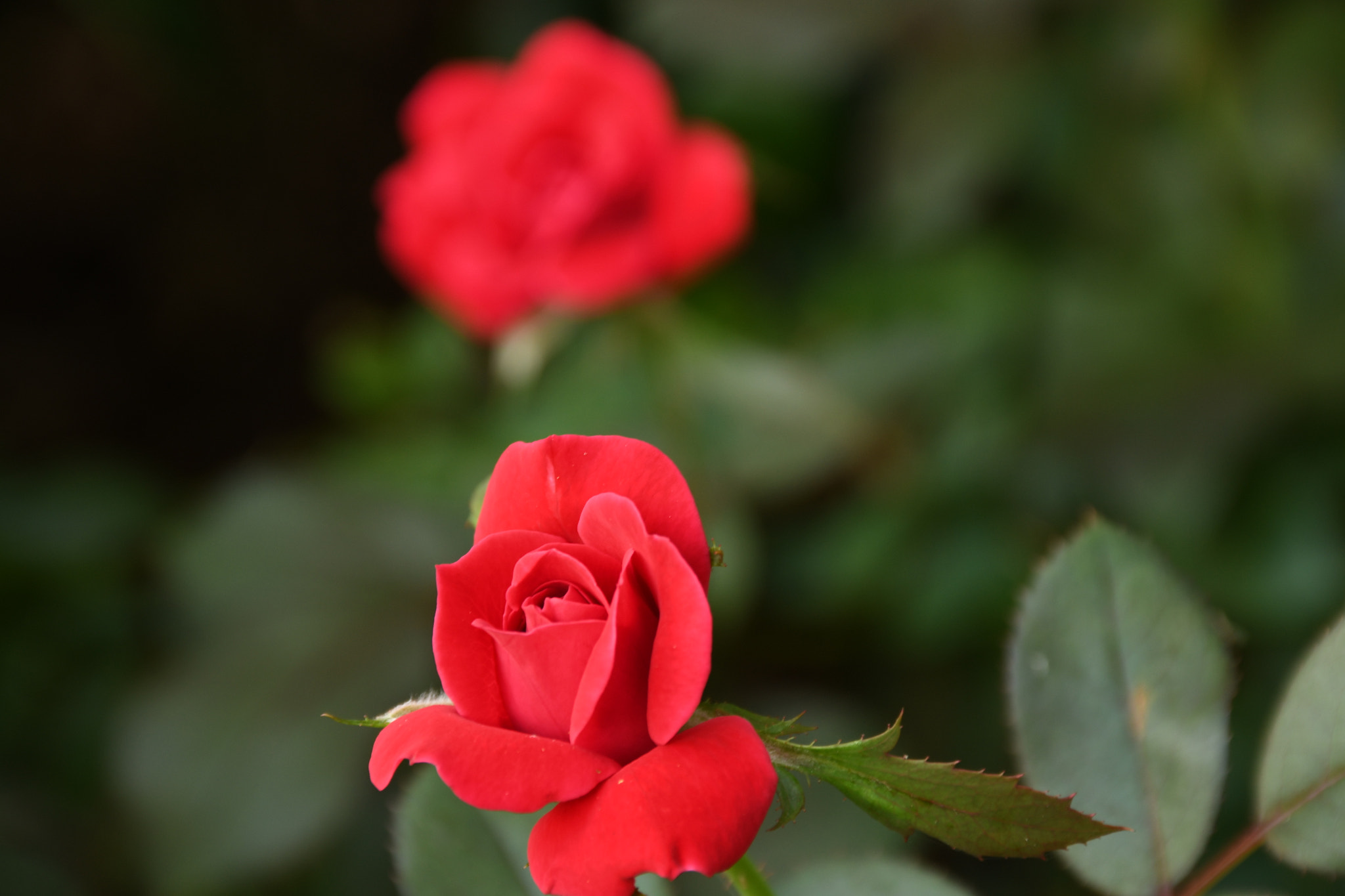 Nikon D500 sample photo
