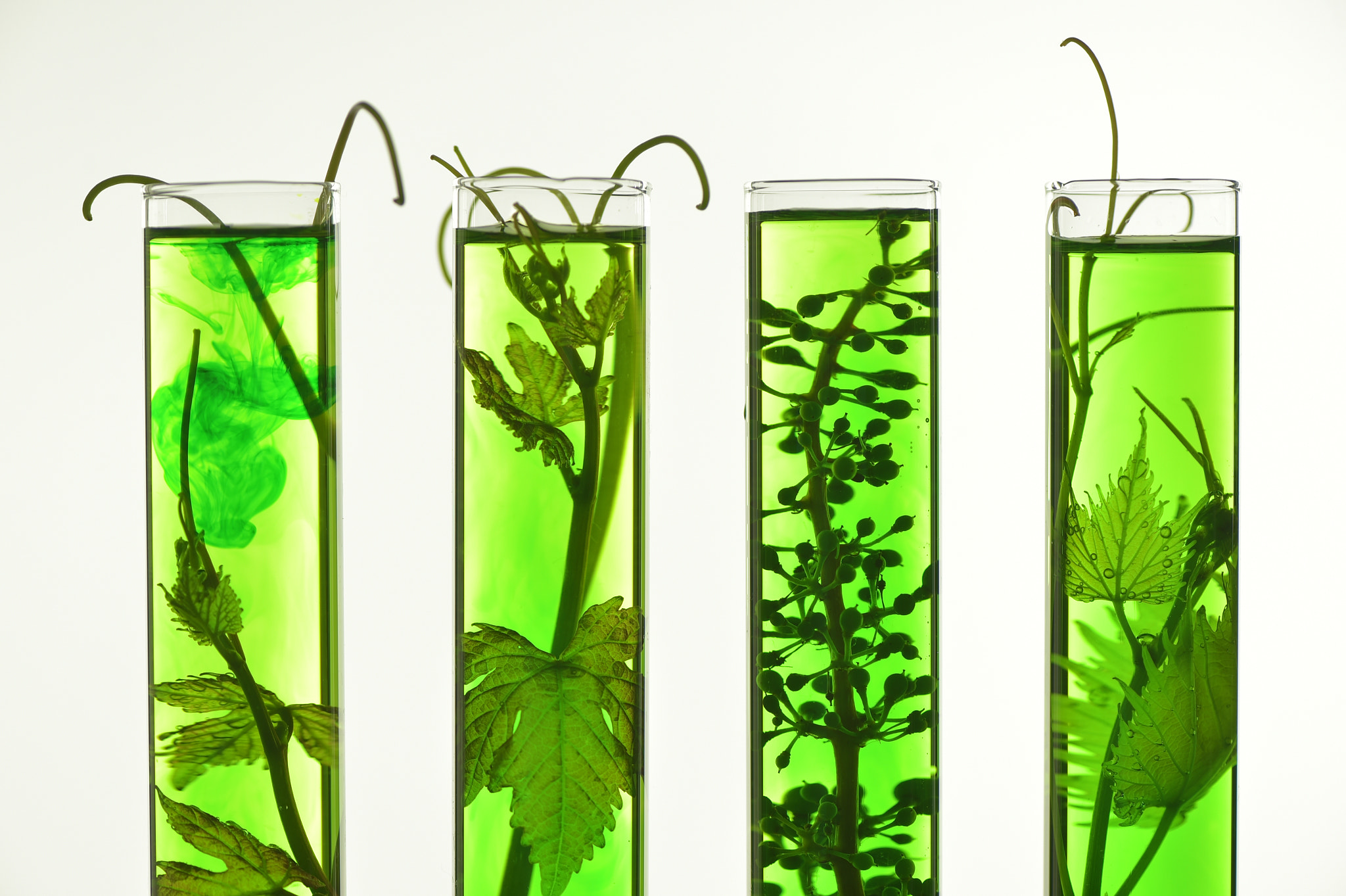 Nikon D4S sample photo. Oenology, young vine shoots in red test tubes, research laborato photography