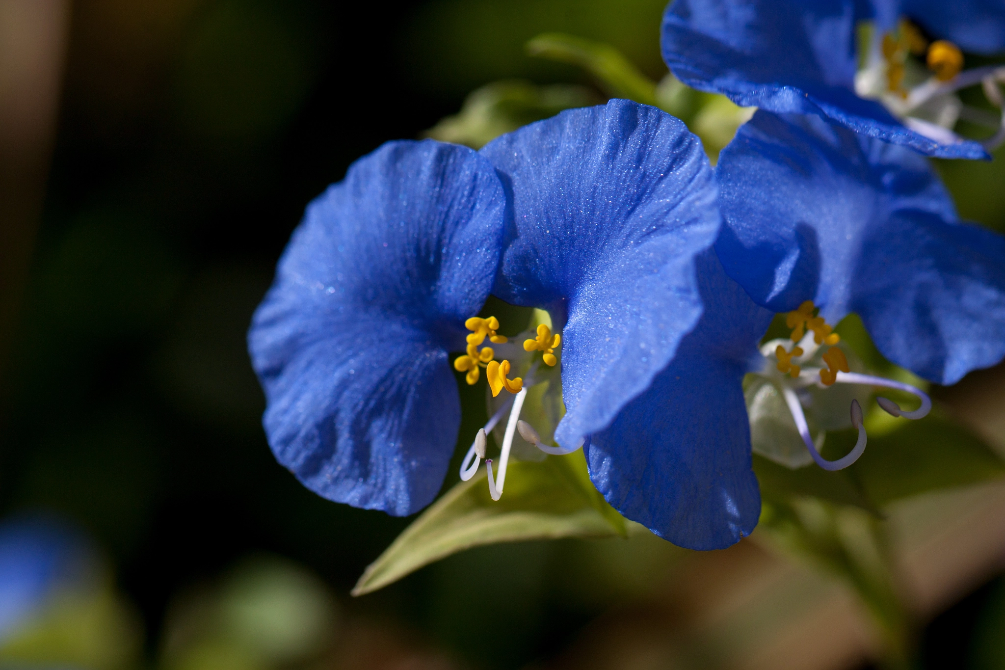 Canon EOS 500D (EOS Rebel T1i / EOS Kiss X3) + Canon EF 100mm F2.8L Macro IS USM sample photo. Blue flower photography