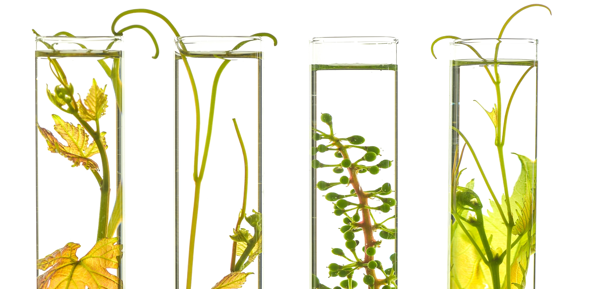 Nikon D4S sample photo. Oenology, young vine shoots in red test tubes, research laborato photography