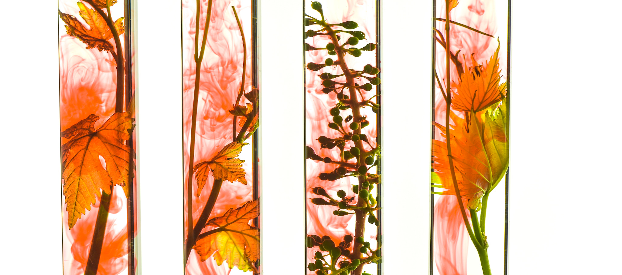 Nikon D4S sample photo. Oenology, young vine shoots in red test tubes, research laborato photography