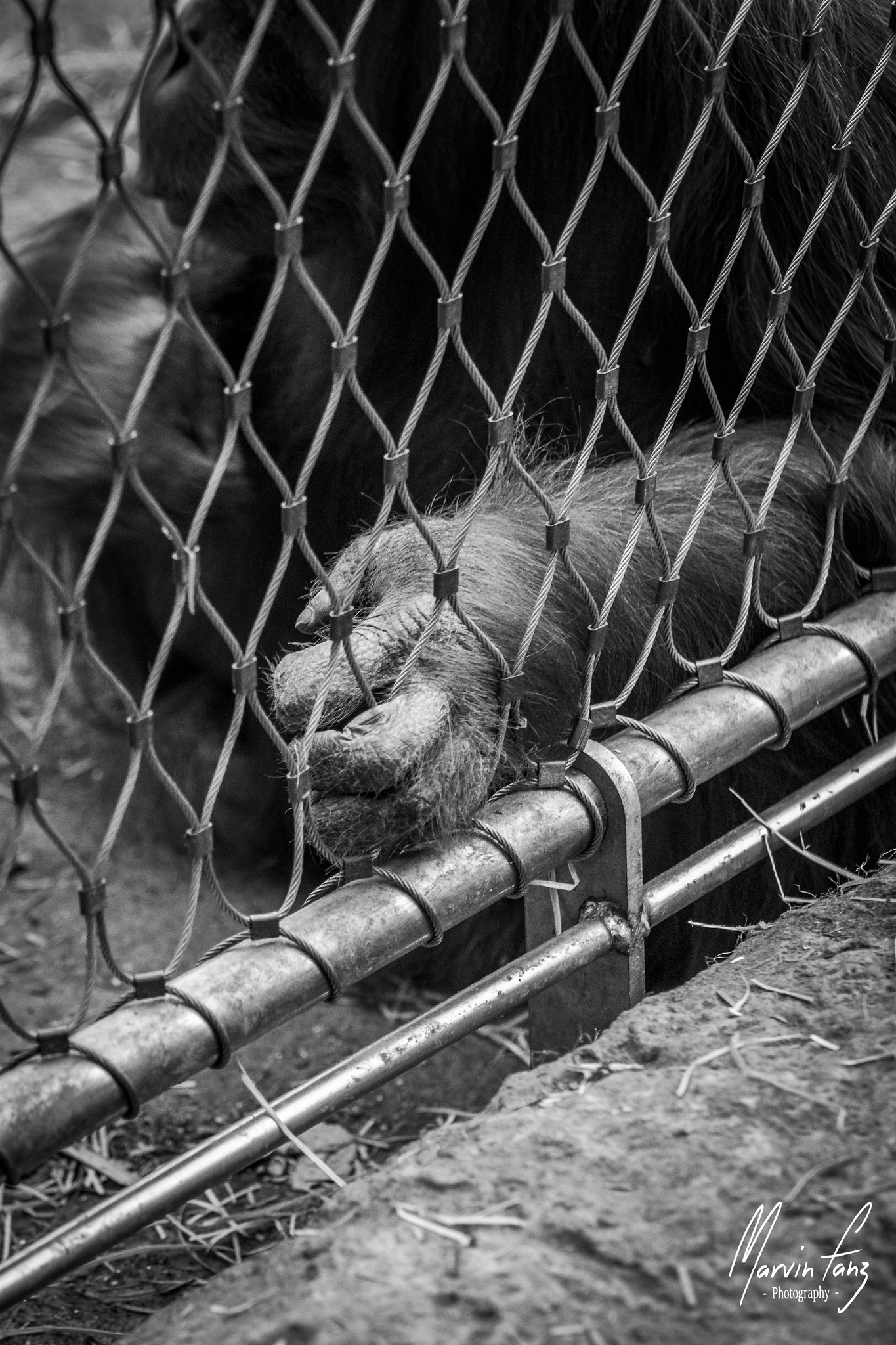 Canon EOS 500D (EOS Rebel T1i / EOS Kiss X3) + Canon EF 70-200mm F4L USM sample photo. Prisoner photography