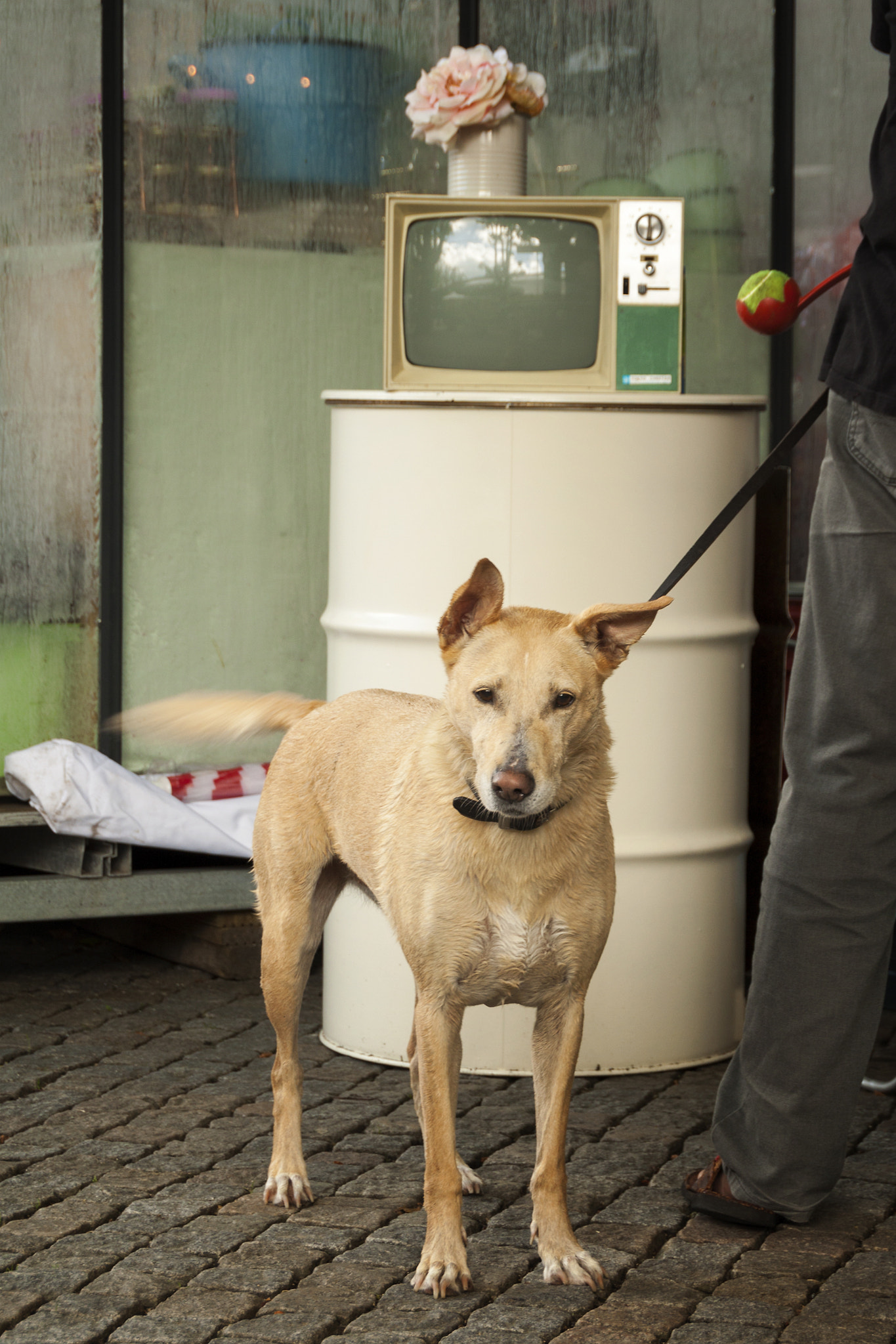 Sigma 18-250mm F3.5-6.3 DC OS HSM sample photo. Dog in still life photography