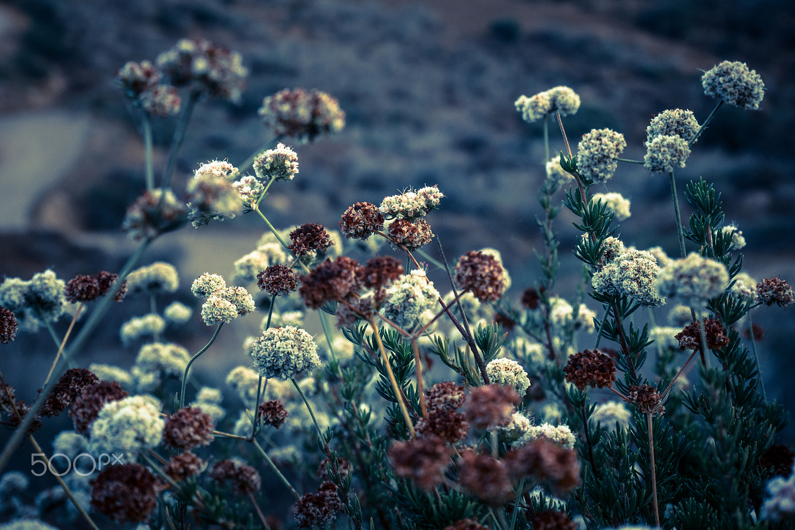Panasonic Lumix DMC-GX85 (Lumix DMC-GX80 / Lumix DMC-GX7 Mark II) sample photo. Dandelion photography