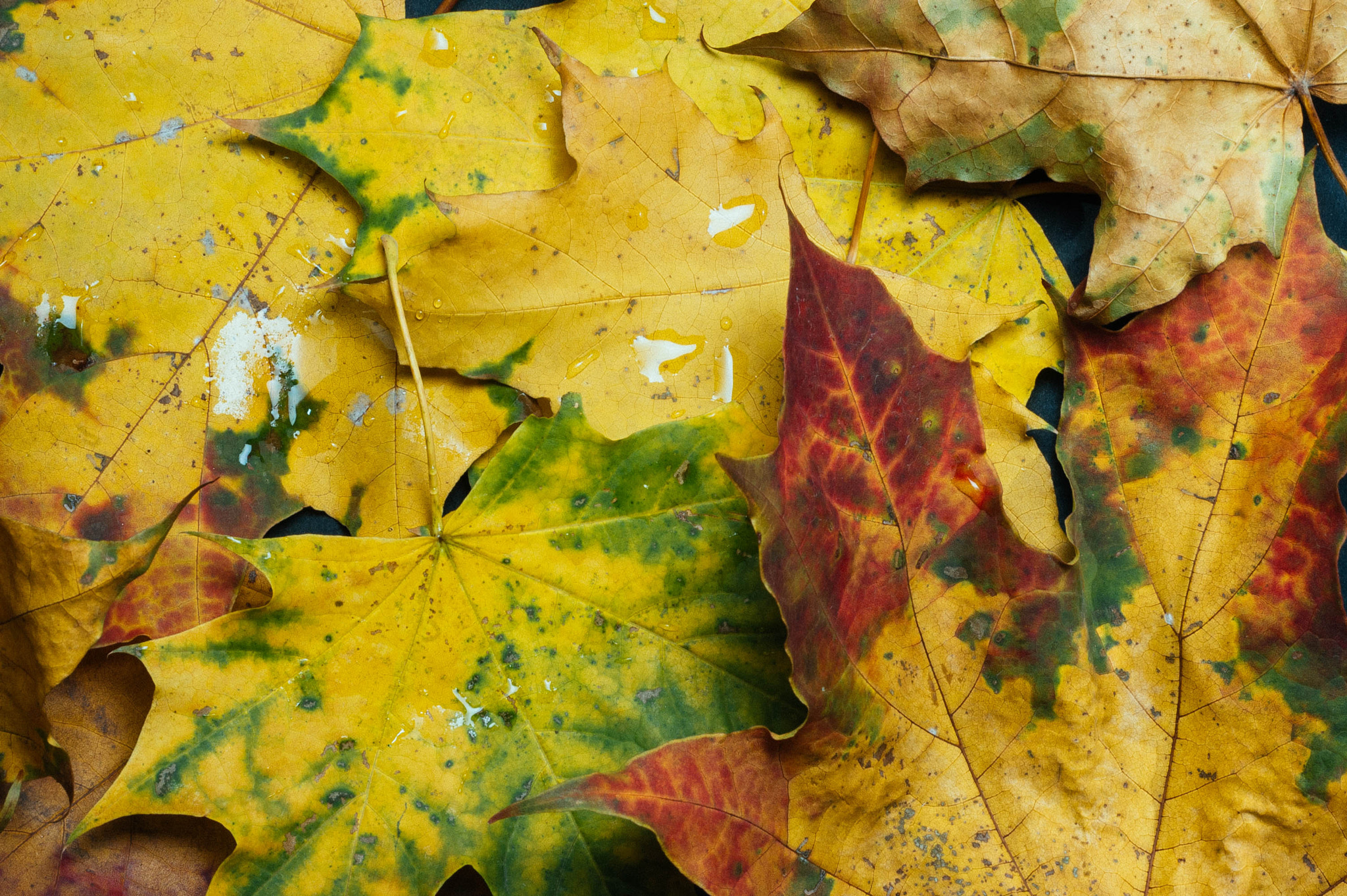 Nikon D70 + Nikon AF Nikkor 50mm F1.8D sample photo. Autumn is coming... photography