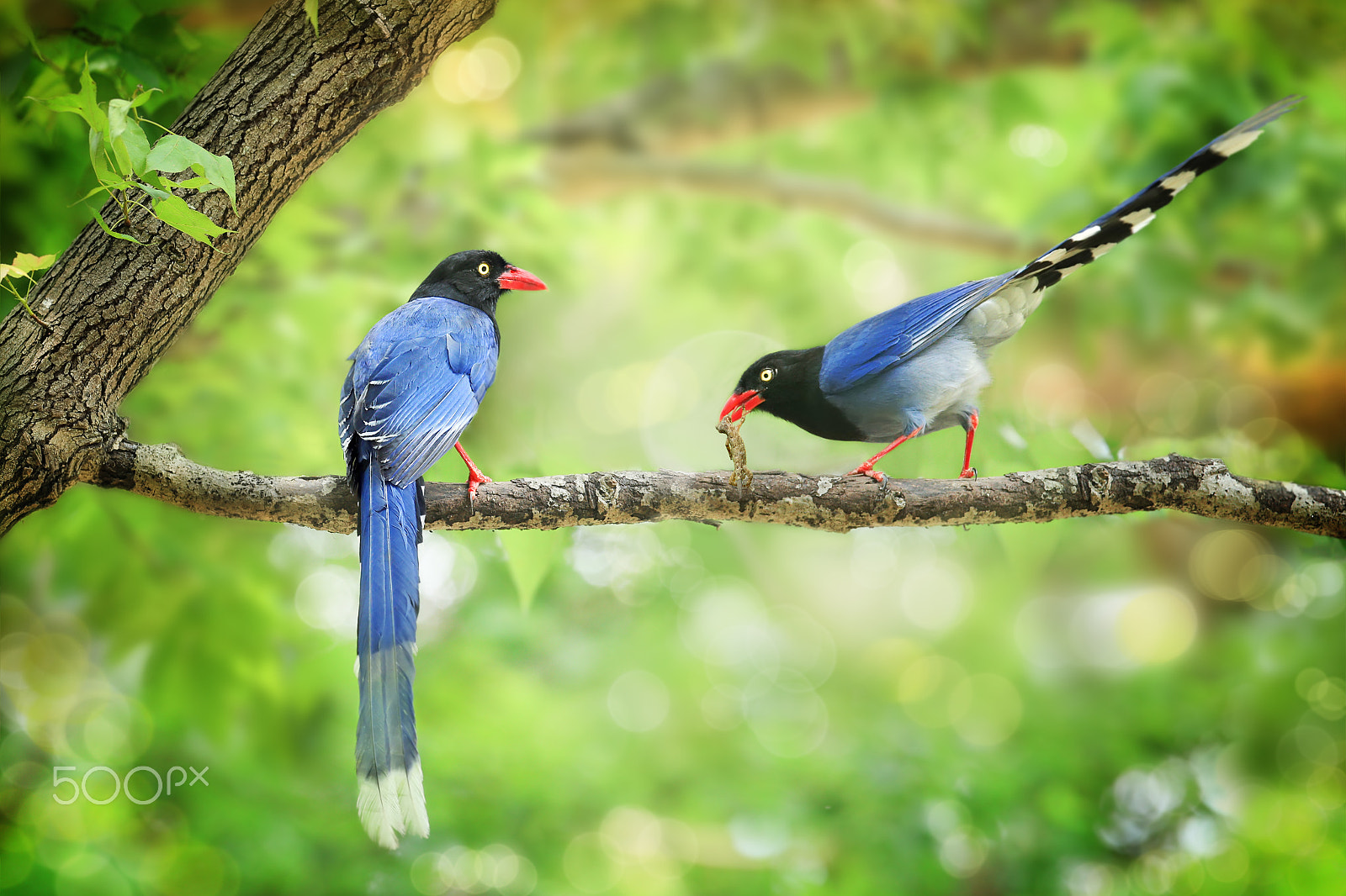 Canon EF 300mm F2.8L IS USM sample photo. Share with you photography
