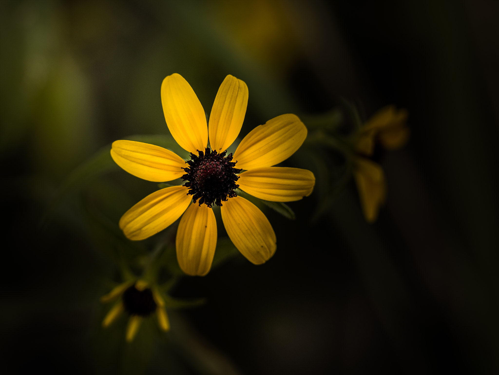 Canon EF 100mm F2.8 Macro USM sample photo. Push forward photography