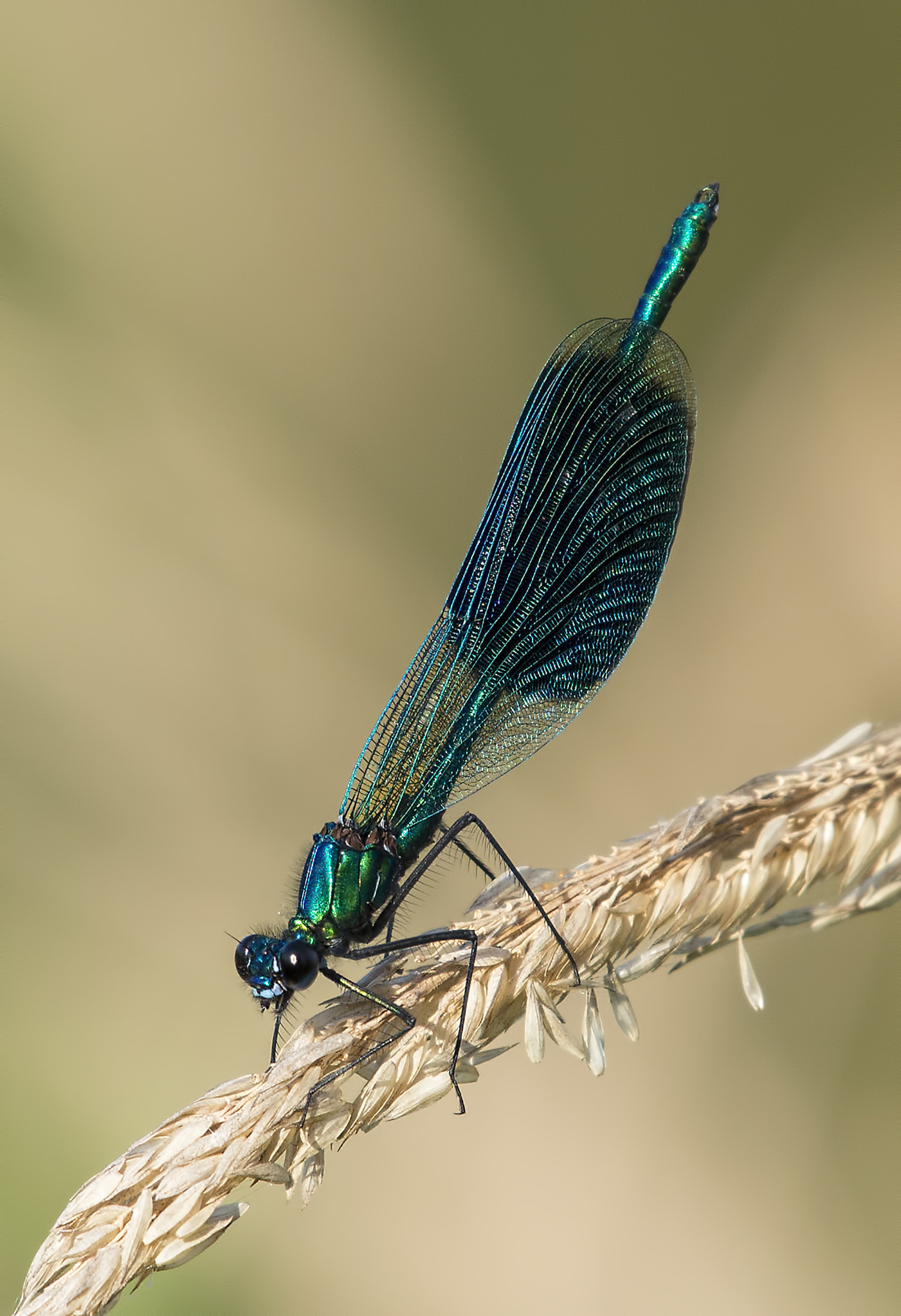 Nikon AF-S Nikkor 200-500mm F5.6E ED VR sample photo. Calopteryx splendens - male photography
