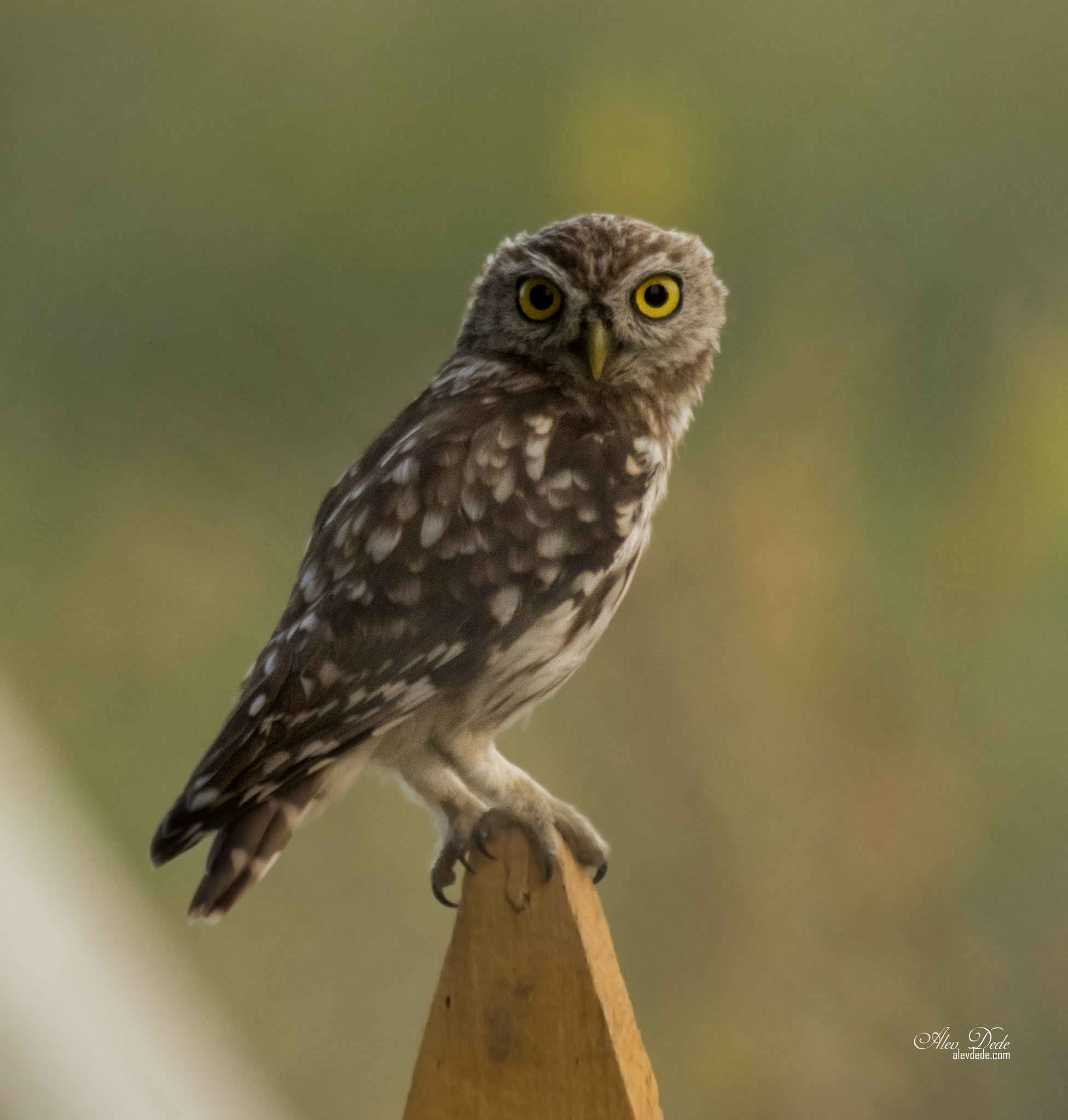 Canon EF 100-400mm F4.5-5.6L IS USM sample photo. Kukumav » little owl » athene noctua photography