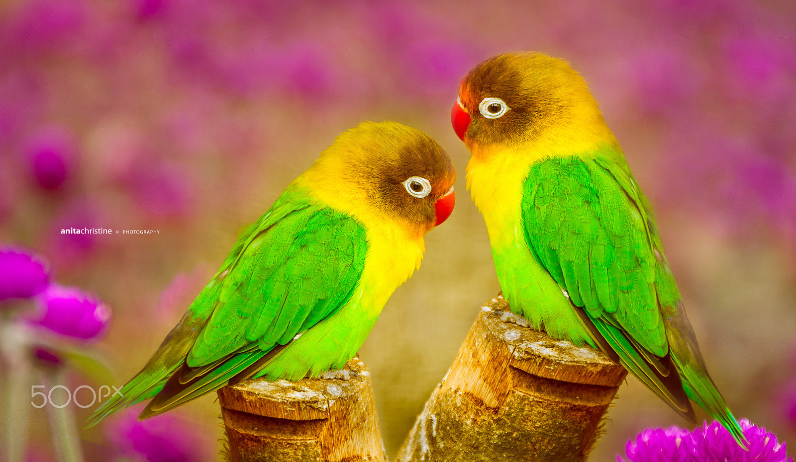Canon EF 24-70mm F4L IS USM sample photo. Romance lovebirds photography