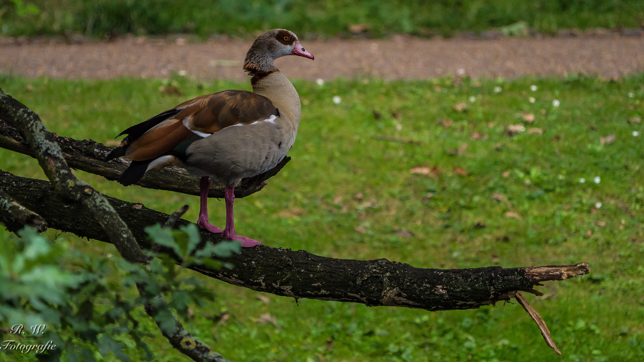 Panasonic Lumix DMC-GH3 + LEICA DG 100-400/F4.0-6.3 sample photo. Nilgans photography