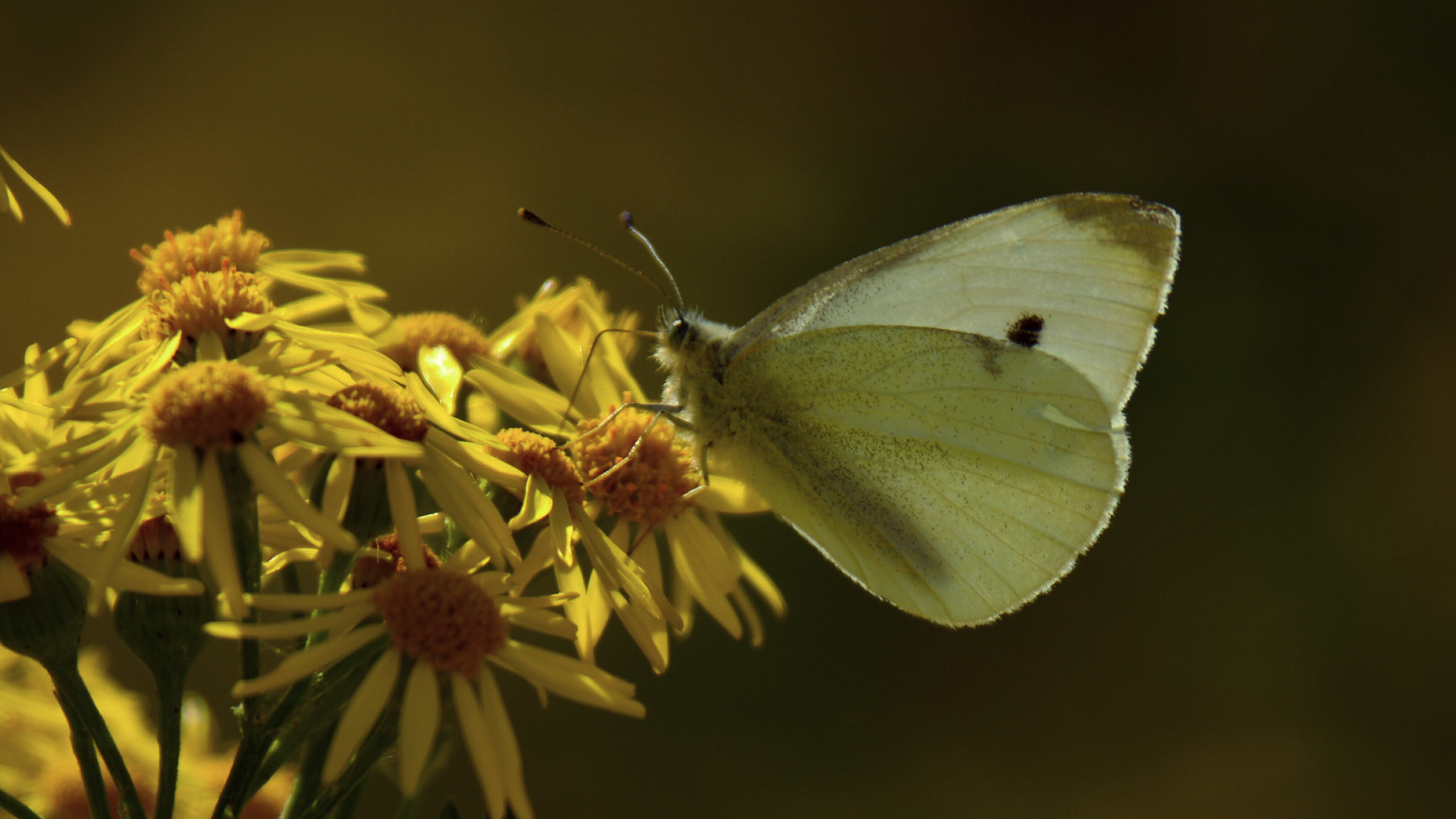 Nikon D3200 + Tamron AF 28-300mm F3.5-6.3 XR Di VC LD Aspherical (IF) Macro sample photo. Cabbage white butterfly photography